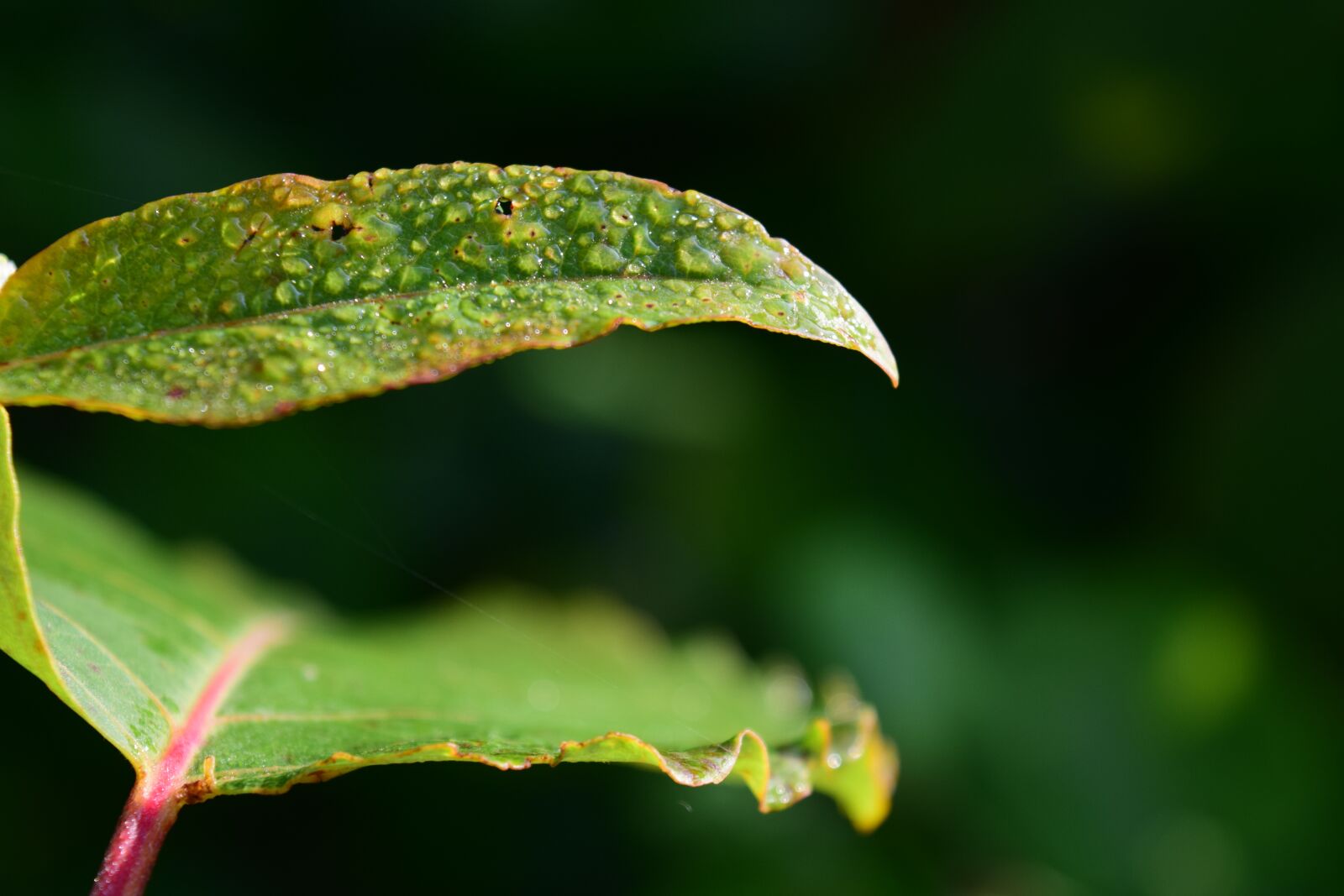 Nikon D3300 sample photo. Dew, morgentau, leaf photography