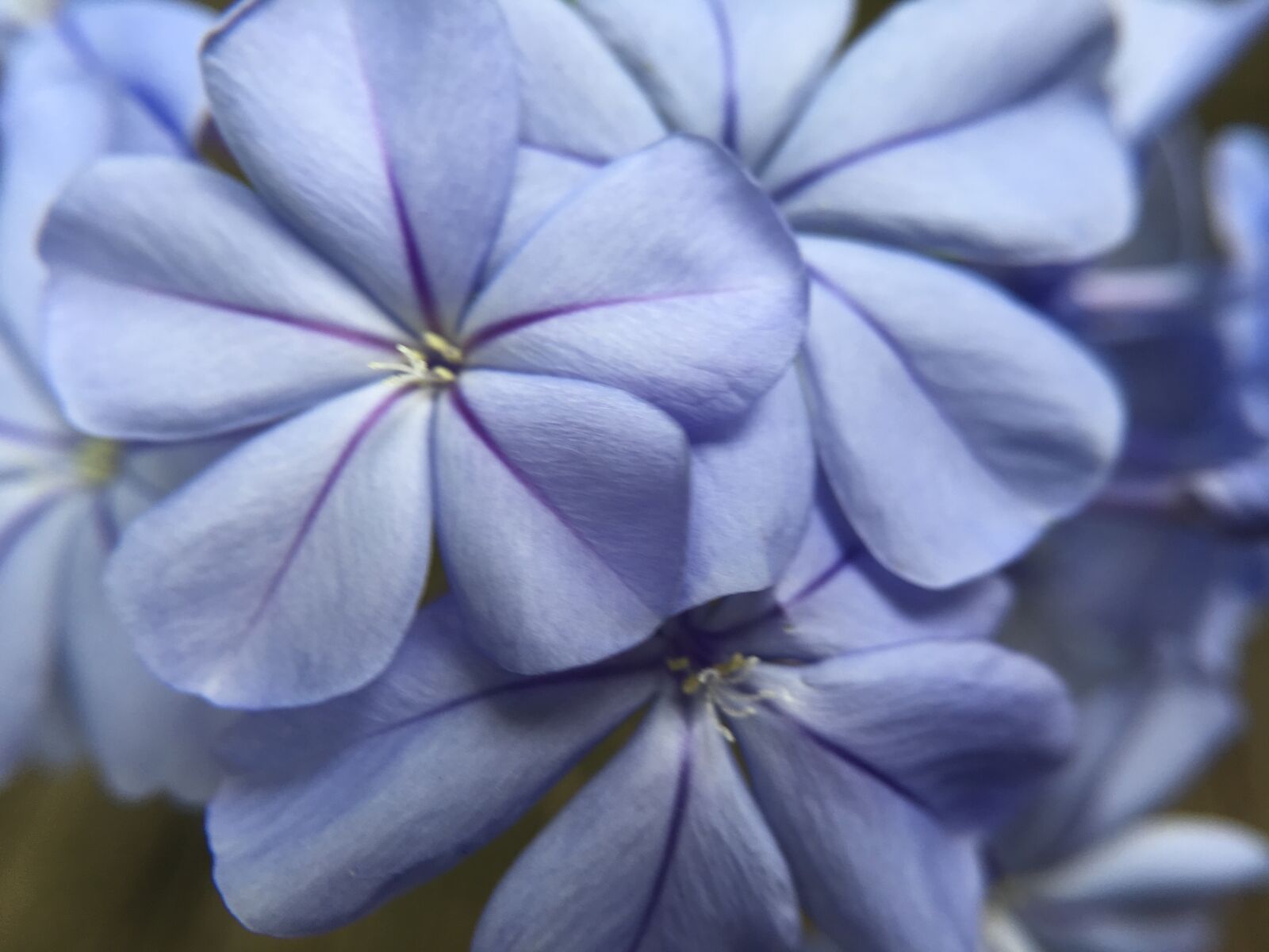 Apple iPhone 6s Plus sample photo. Beautiful, flowers photography