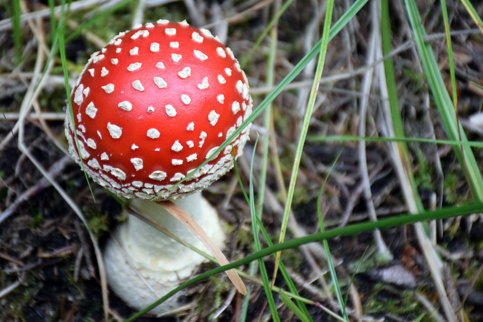 Nikon D5300 sample photo. Mushroom, forest, toxic photography