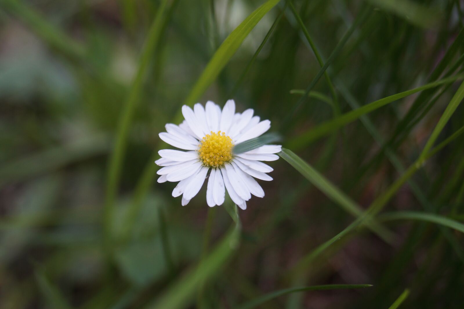 Sony DT 18-55mm F3.5-5.6 SAM II sample photo. Daisy, close up, nature photography