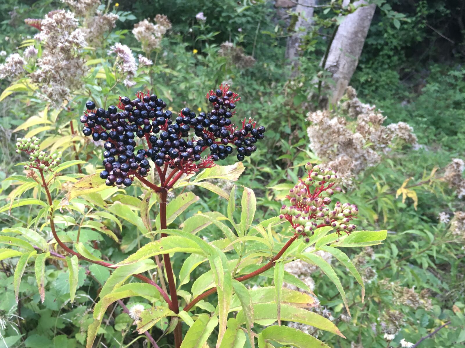 Apple iPhone 6s sample photo. Nature, country, beauty photography