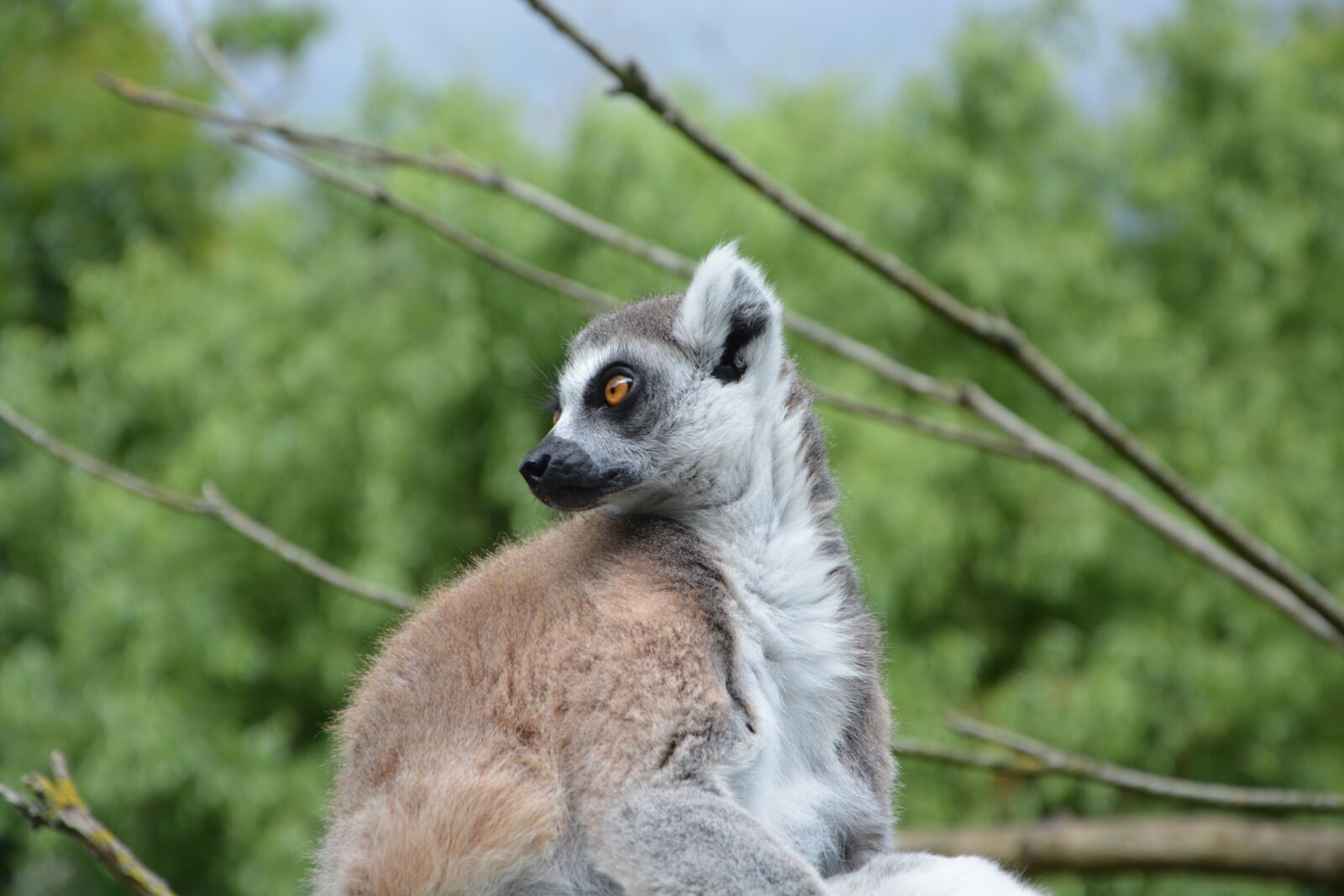 Nikon D5200 sample photo. Lemur, head profile, eye photography
