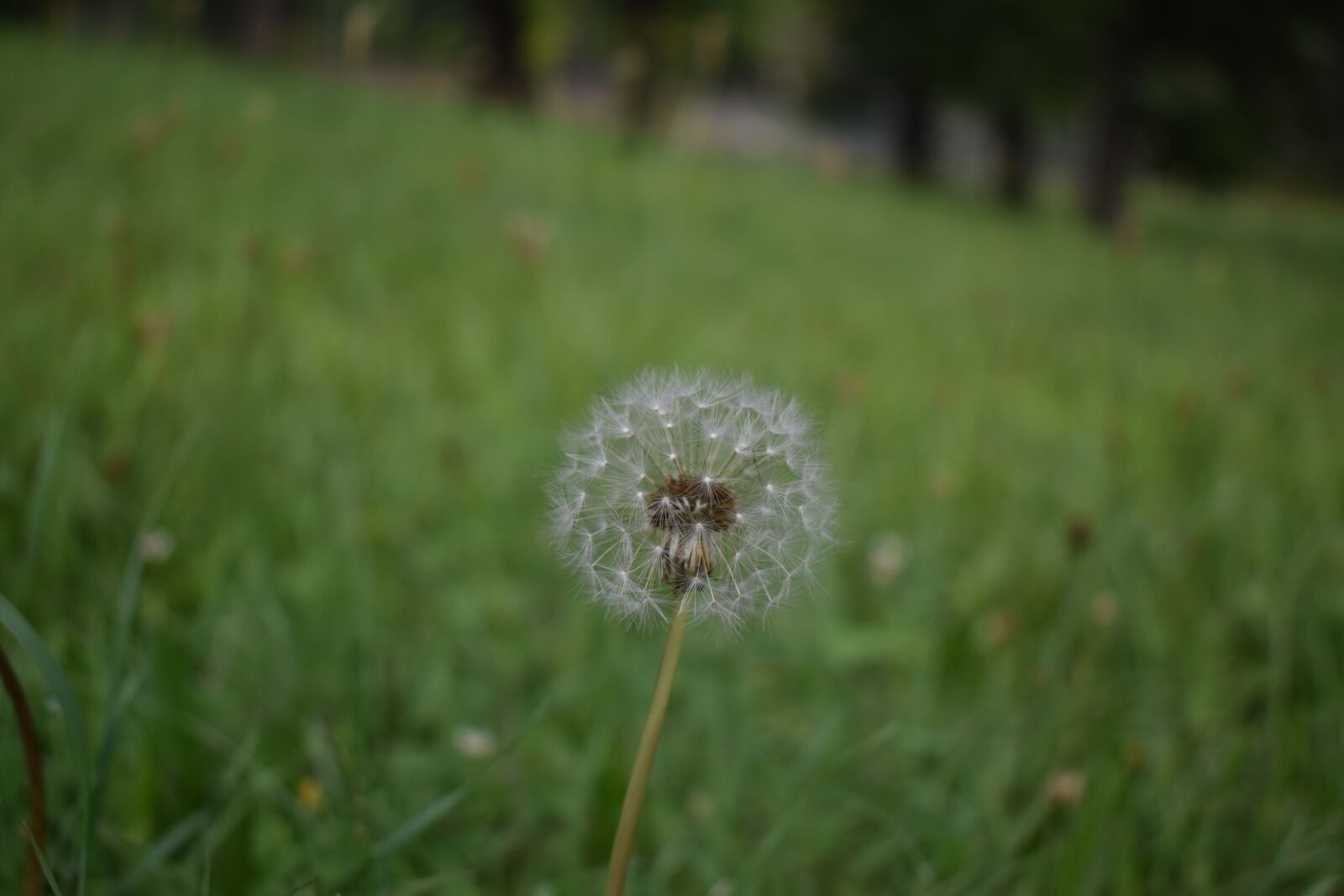 Nikon D3500 sample photo. Dandelion, seeds, red seeded photography