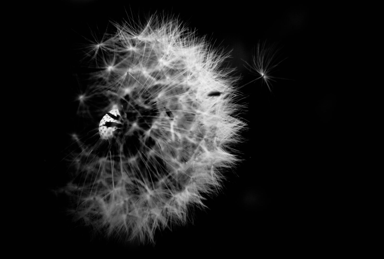 Canon EOS 70D sample photo. Dandelion, black, white photography