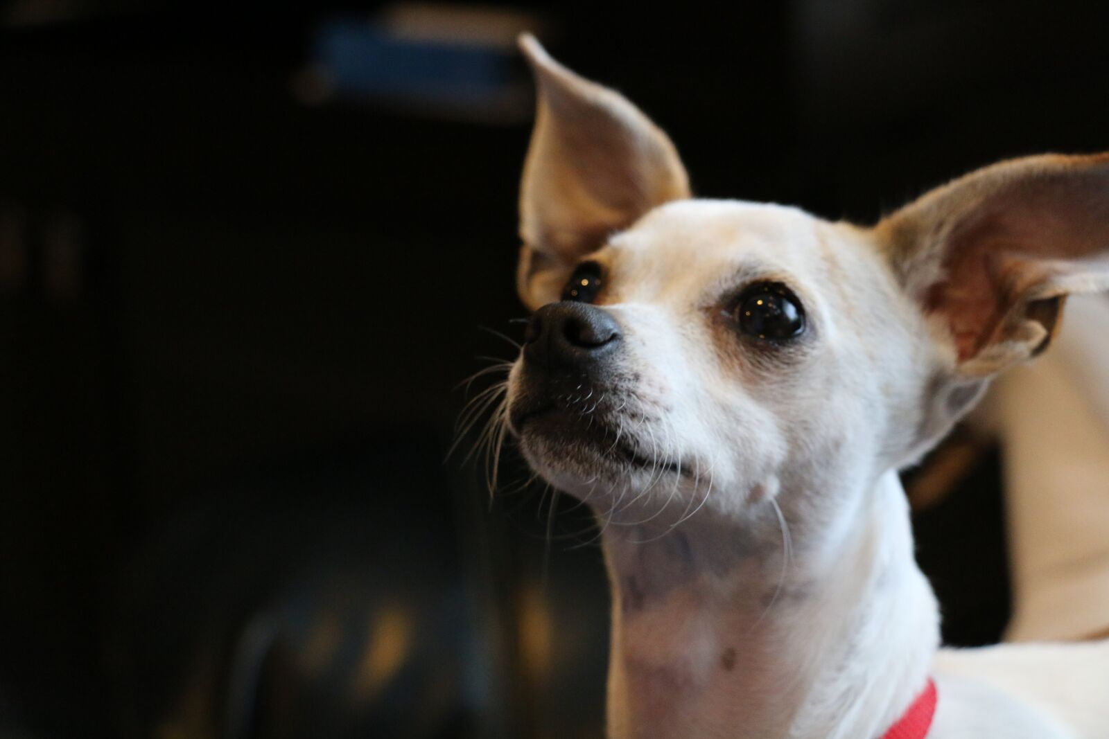 Canon EOS 70D sample photo. Chihuahua, puppy, dog photography