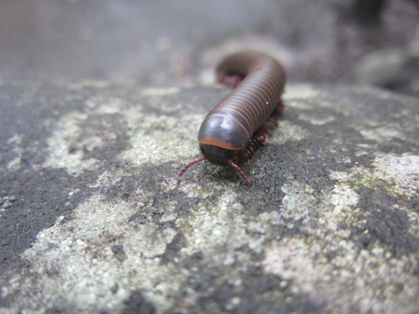 Canon PowerShot ELPH 100 HS (IXUS 115 HS / IXY 210F) sample photo. Insect, millipede, nature photography