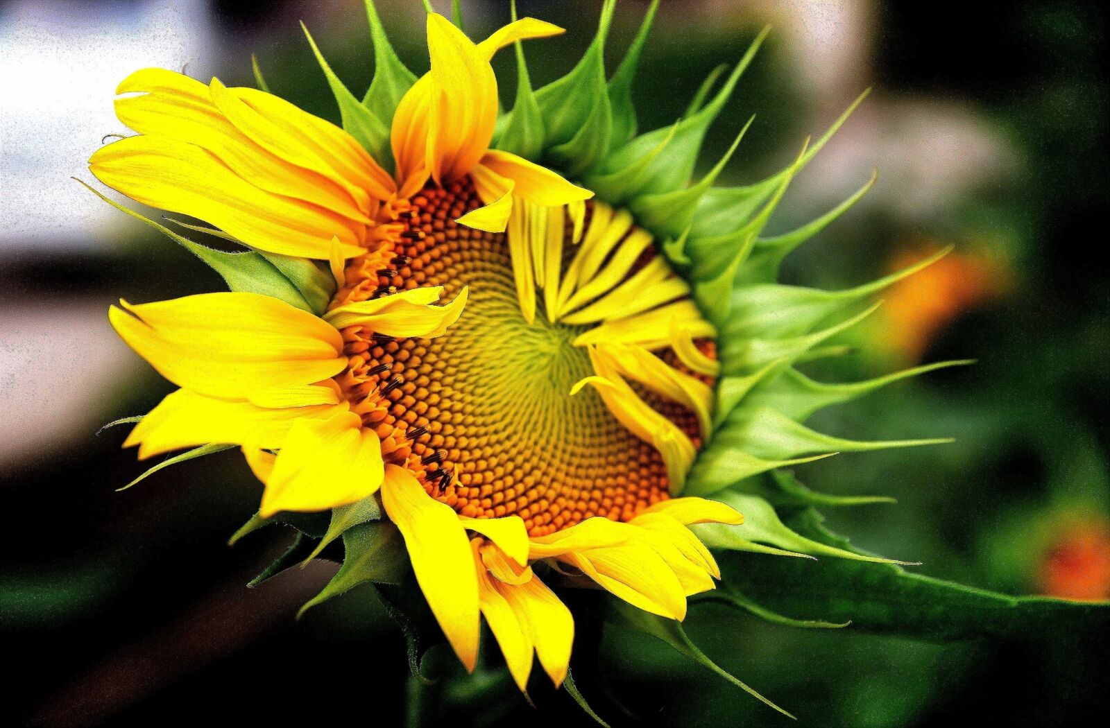 Canon EOS 60D sample photo. Sunflower, flowers, yellow photography
