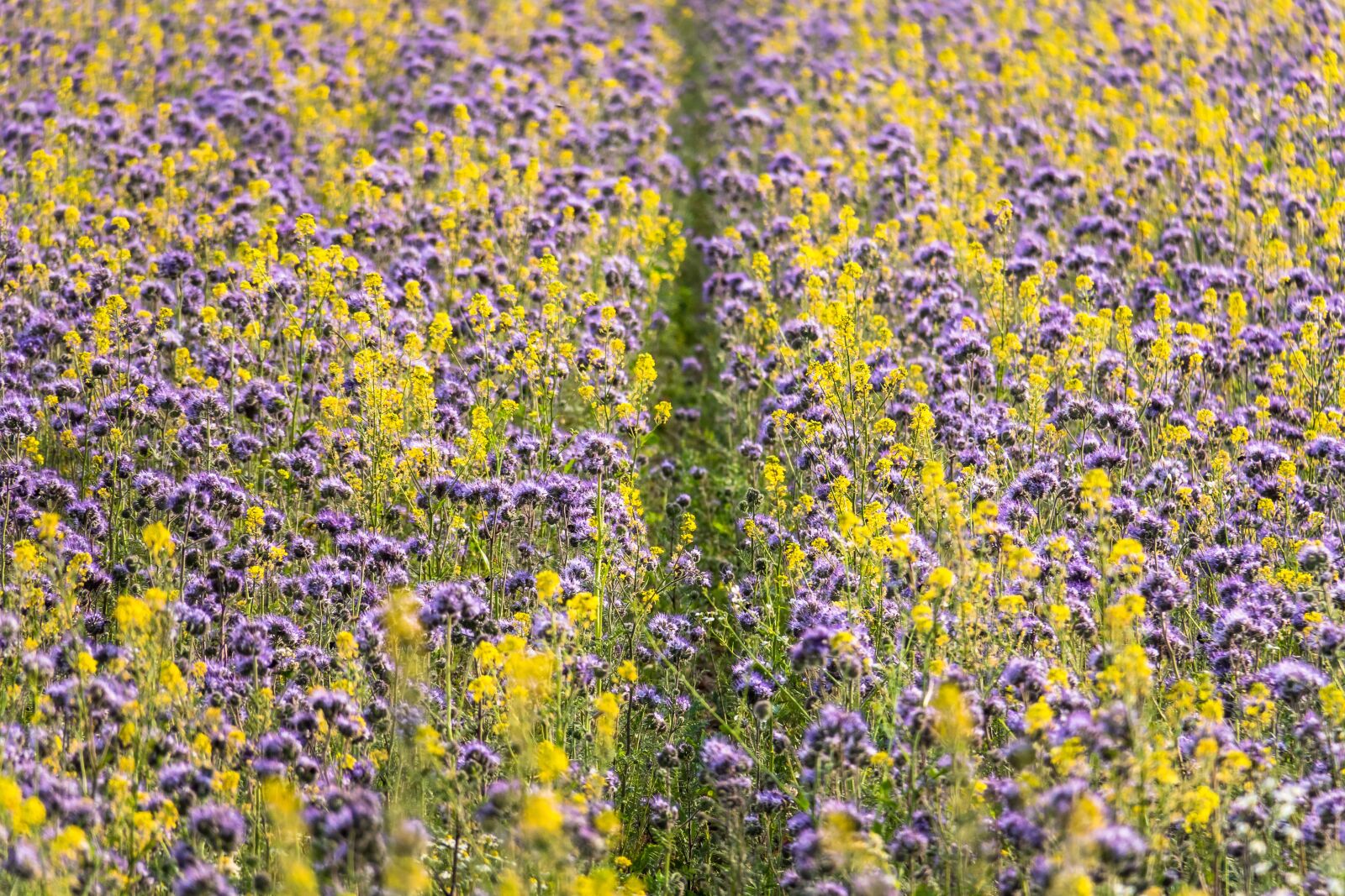 Canon PowerShot G3 X sample photo. Phacelia, mustard, flower strips photography