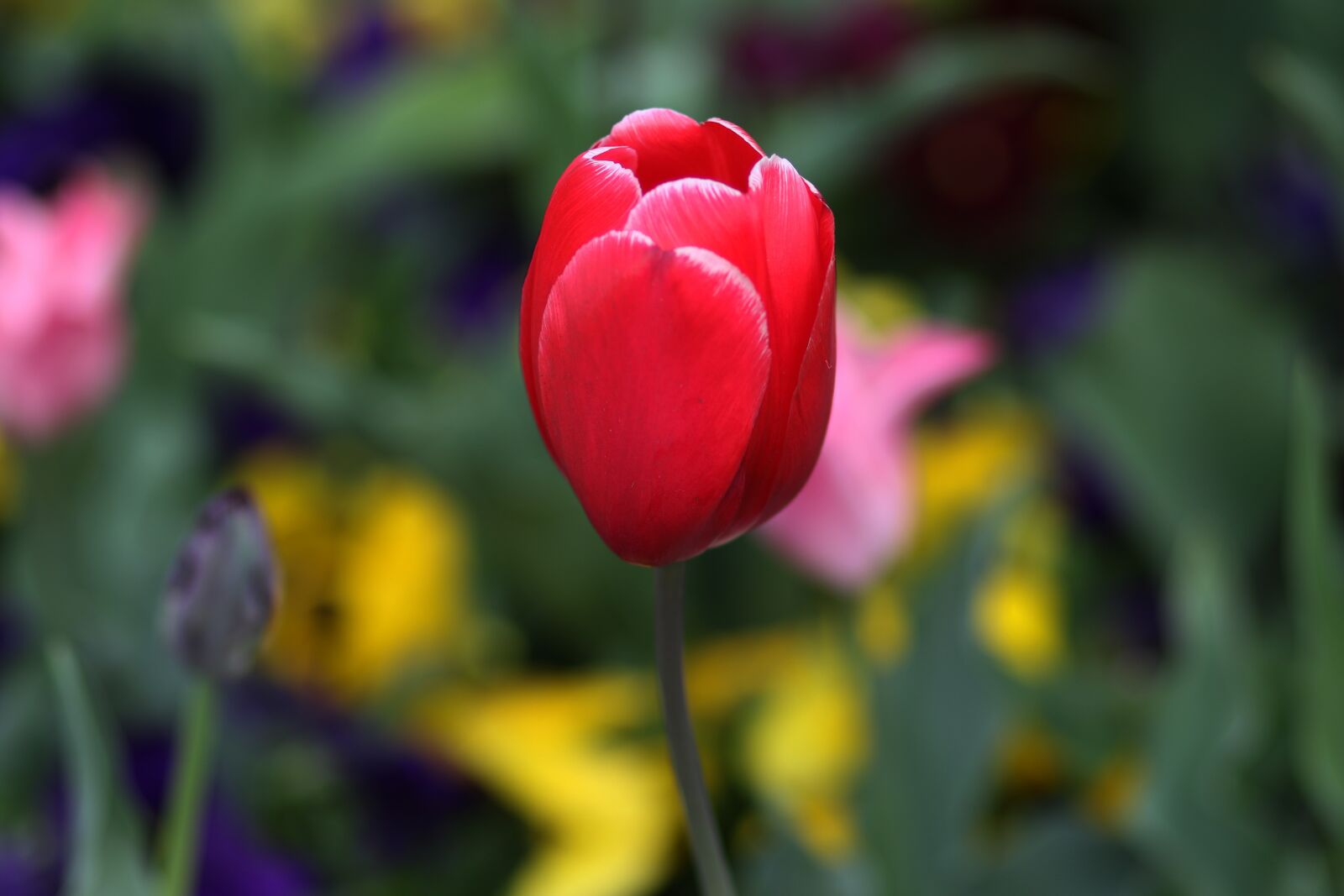 Canon EF 85mm F1.8 USM sample photo. Tulip, red, flower photography