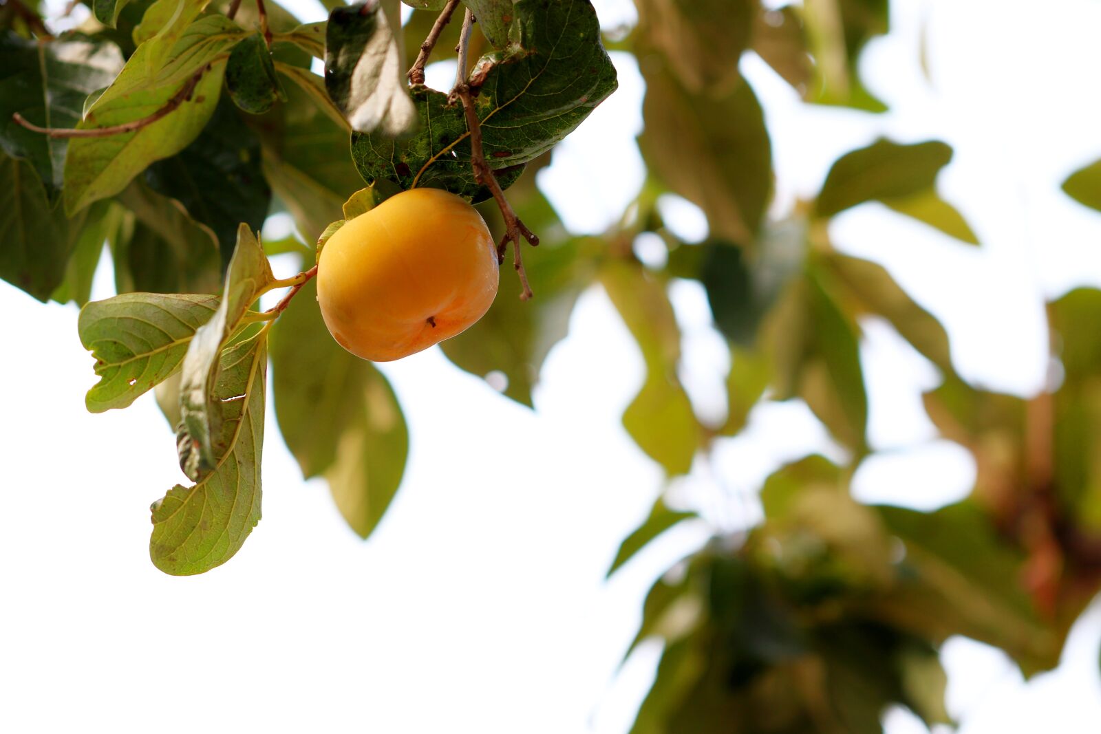 Canon EOS 7D Mark II sample photo. Persimmon, fruit, autumn photography