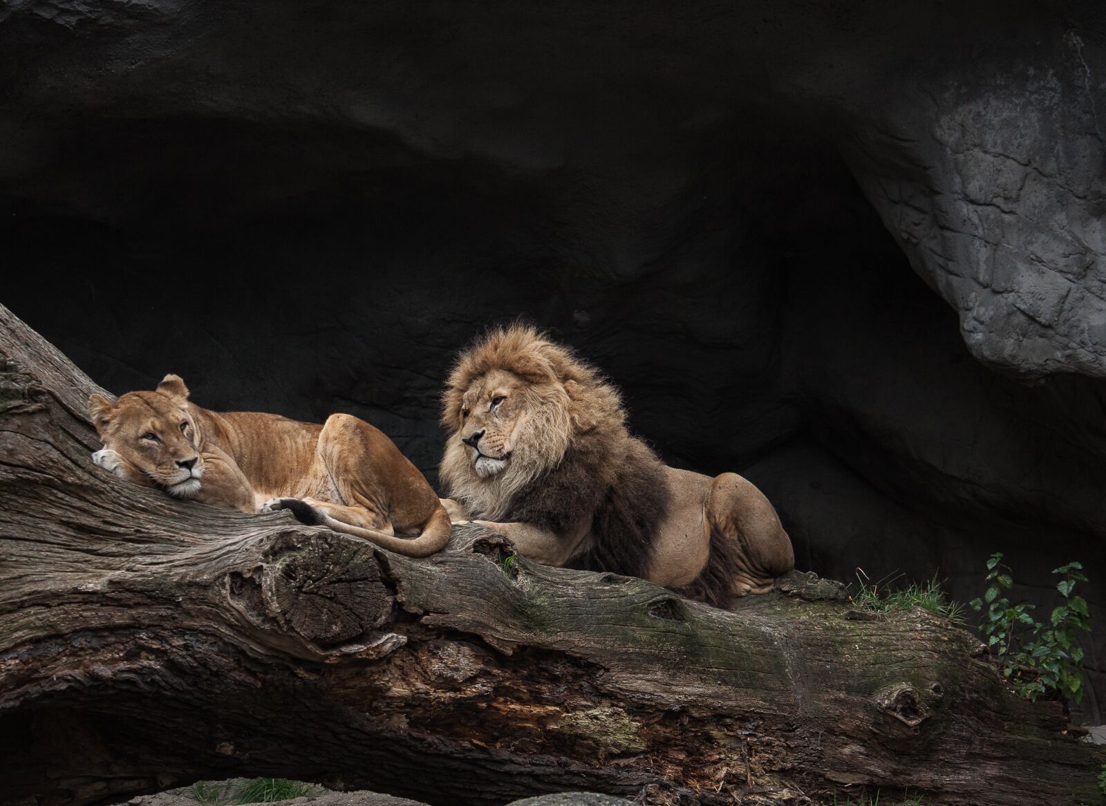 Canon EOS 50D sample photo. Lion, predator, female photography