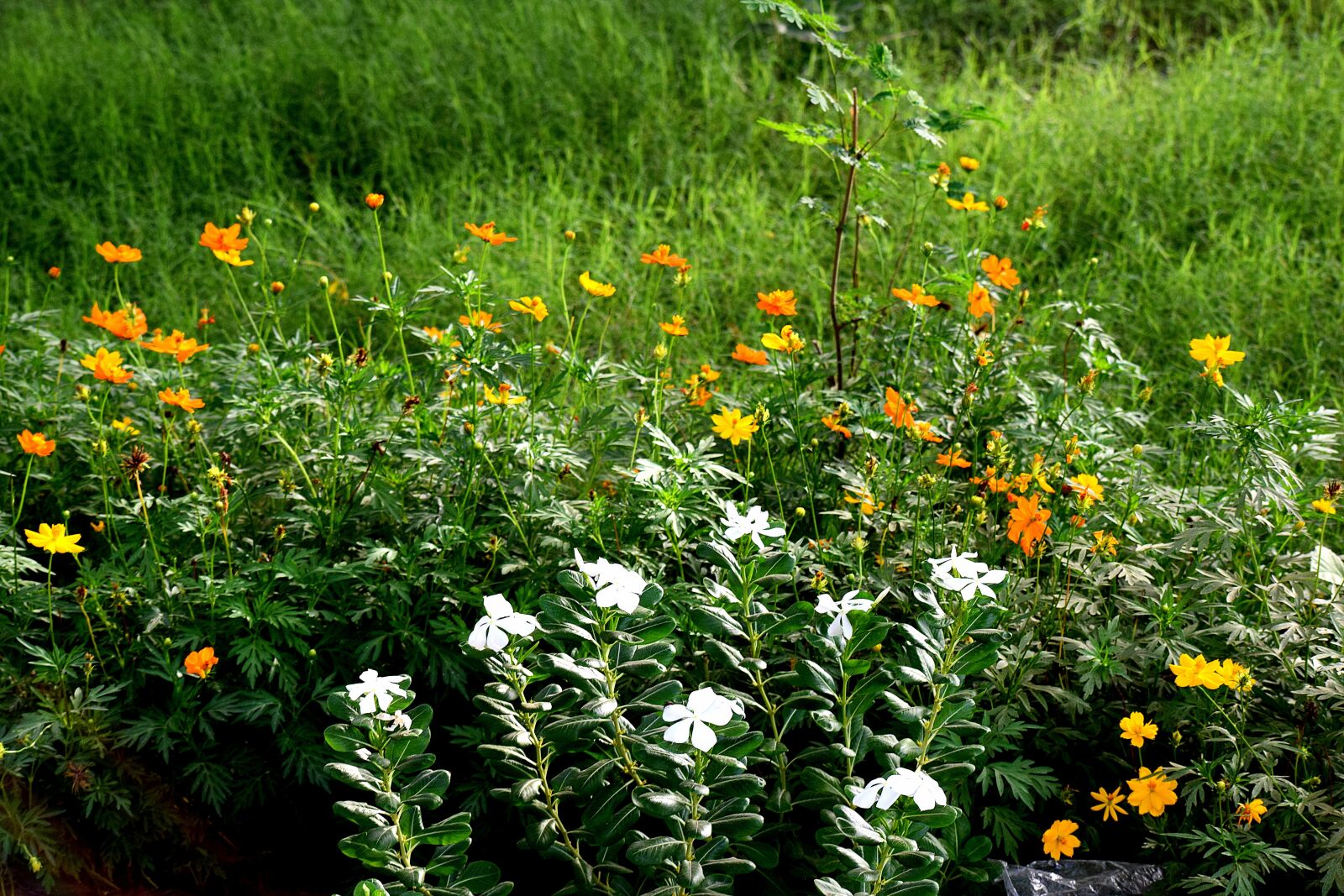 Nikon D3300 sample photo. Grass, green, flowers photography