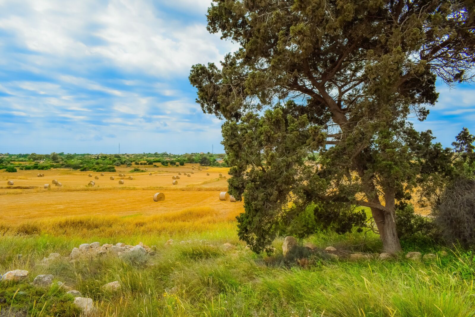 Nikon D3300 sample photo. Nature, tree, landscape photography