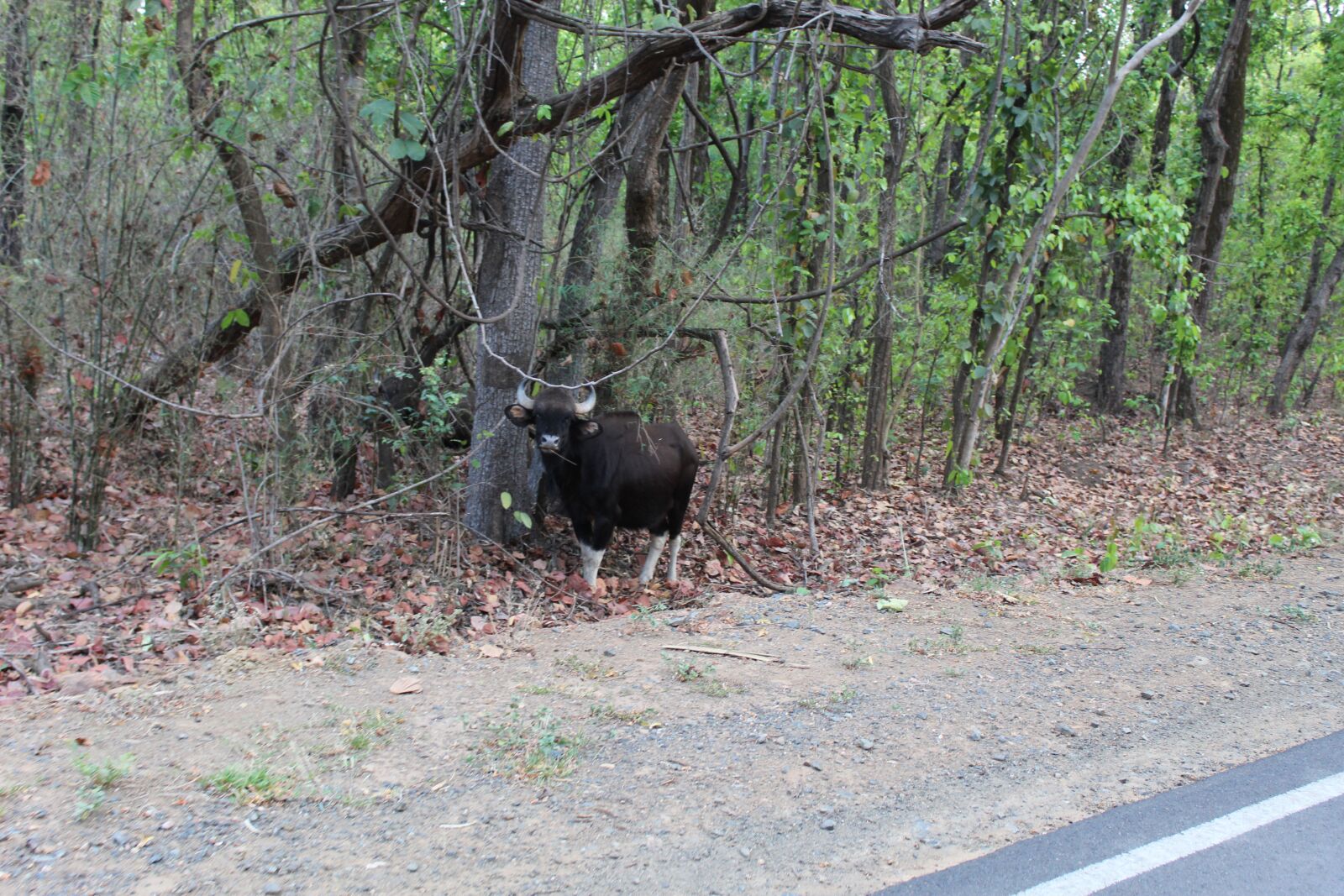 Canon EOS 1300D (EOS Rebel T6 / EOS Kiss X80) sample photo. Bison, kanha bison, kanha photography