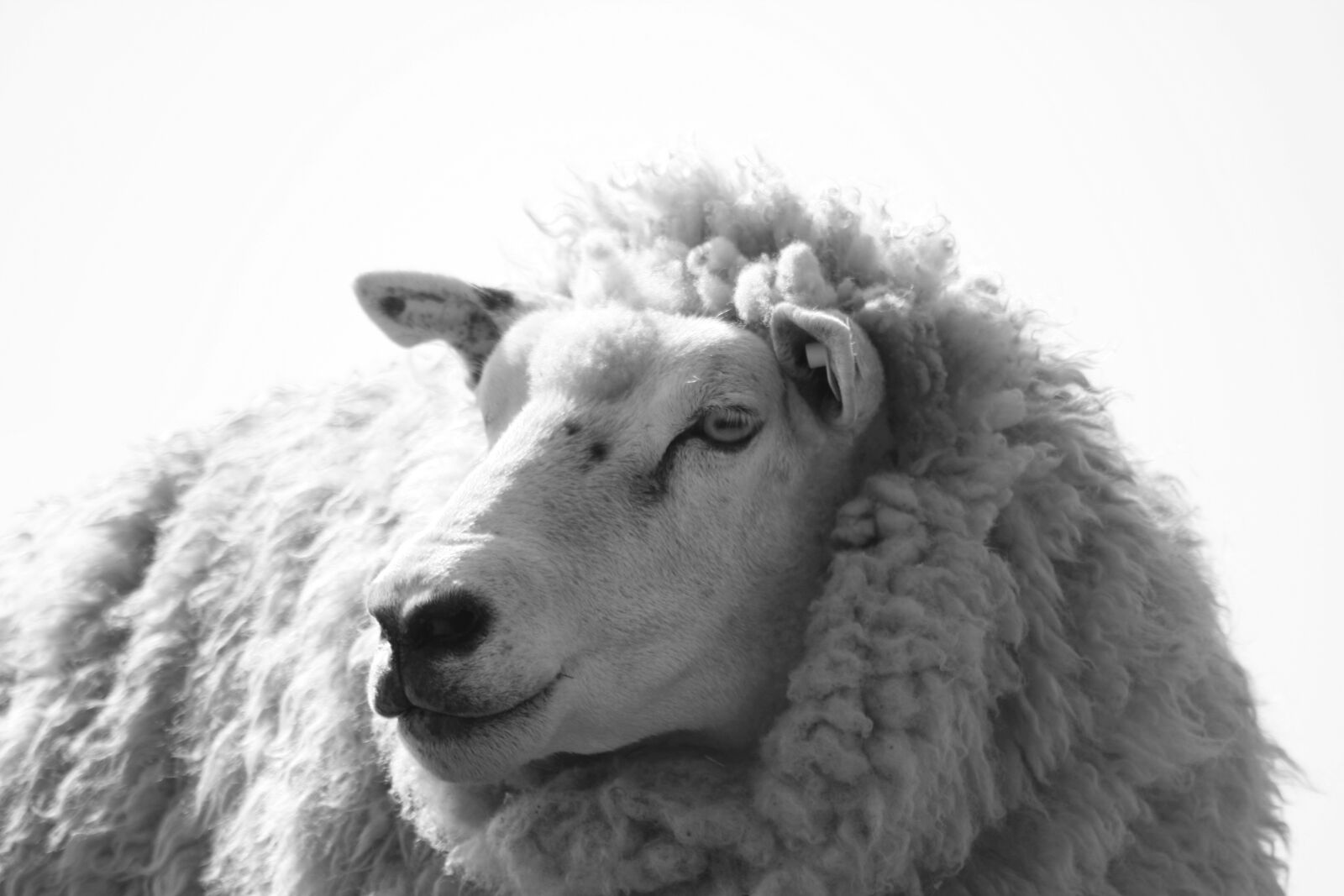 Canon EOS 400D (EOS Digital Rebel XTi / EOS Kiss Digital X) sample photo. Sheep, black white, animal photography