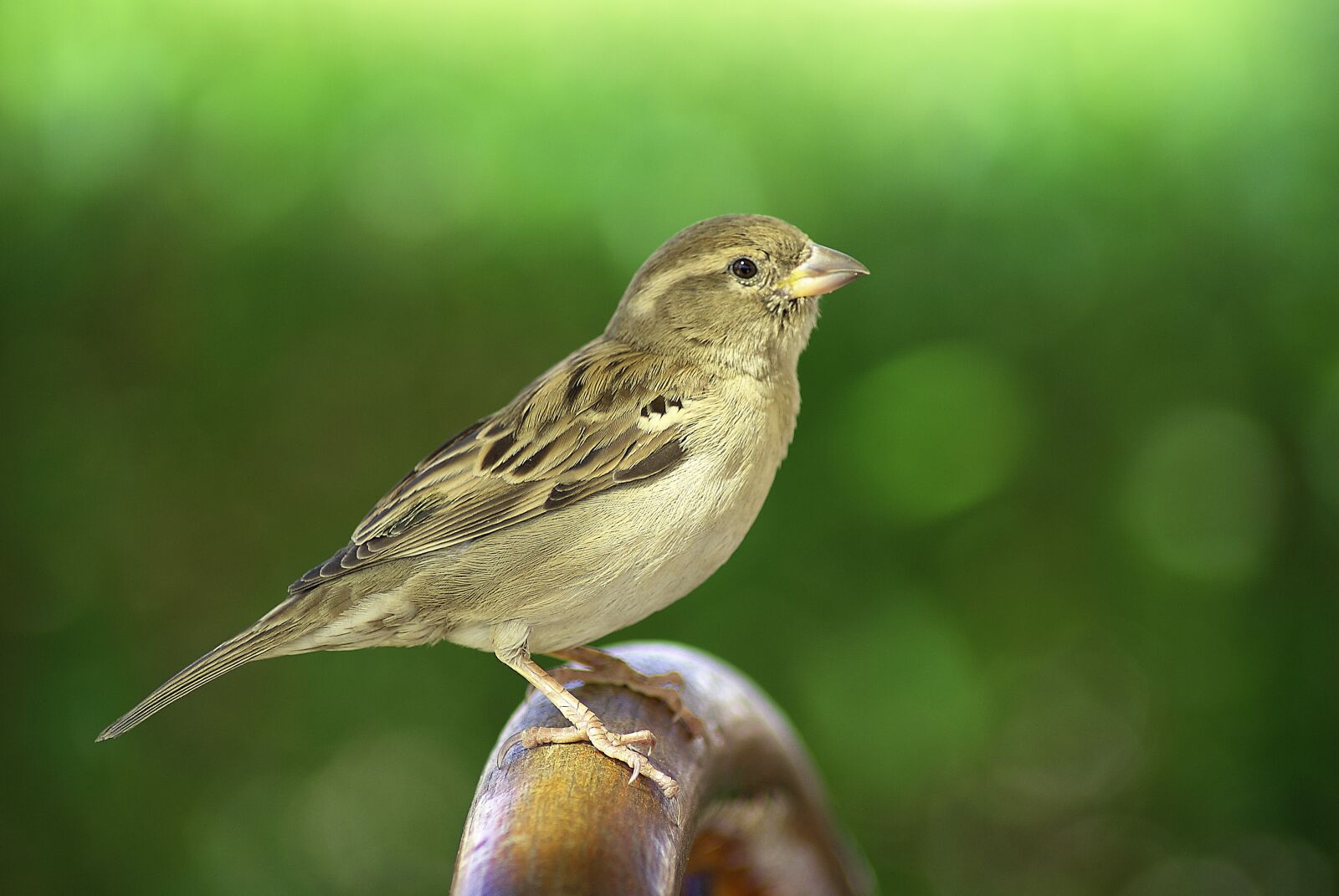 Pentax K200D sample photo. Sparrow, bird, sitting photography