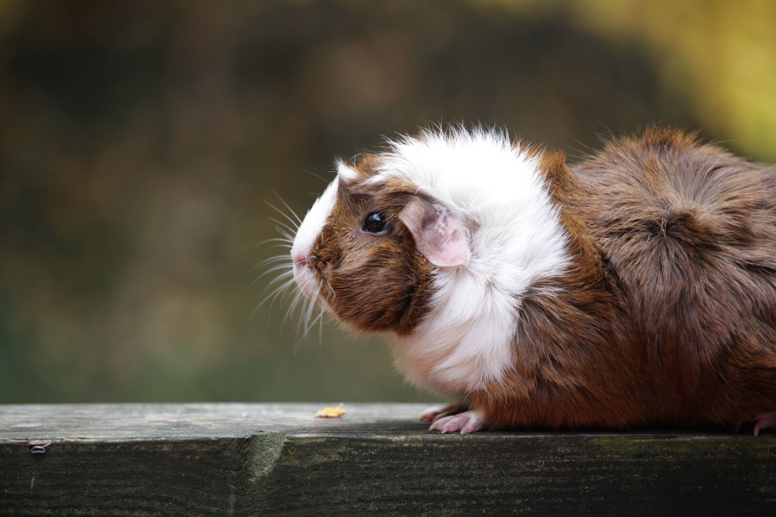 Canon EOS 5D Mark II sample photo. Animal, guinea pig, pet photography