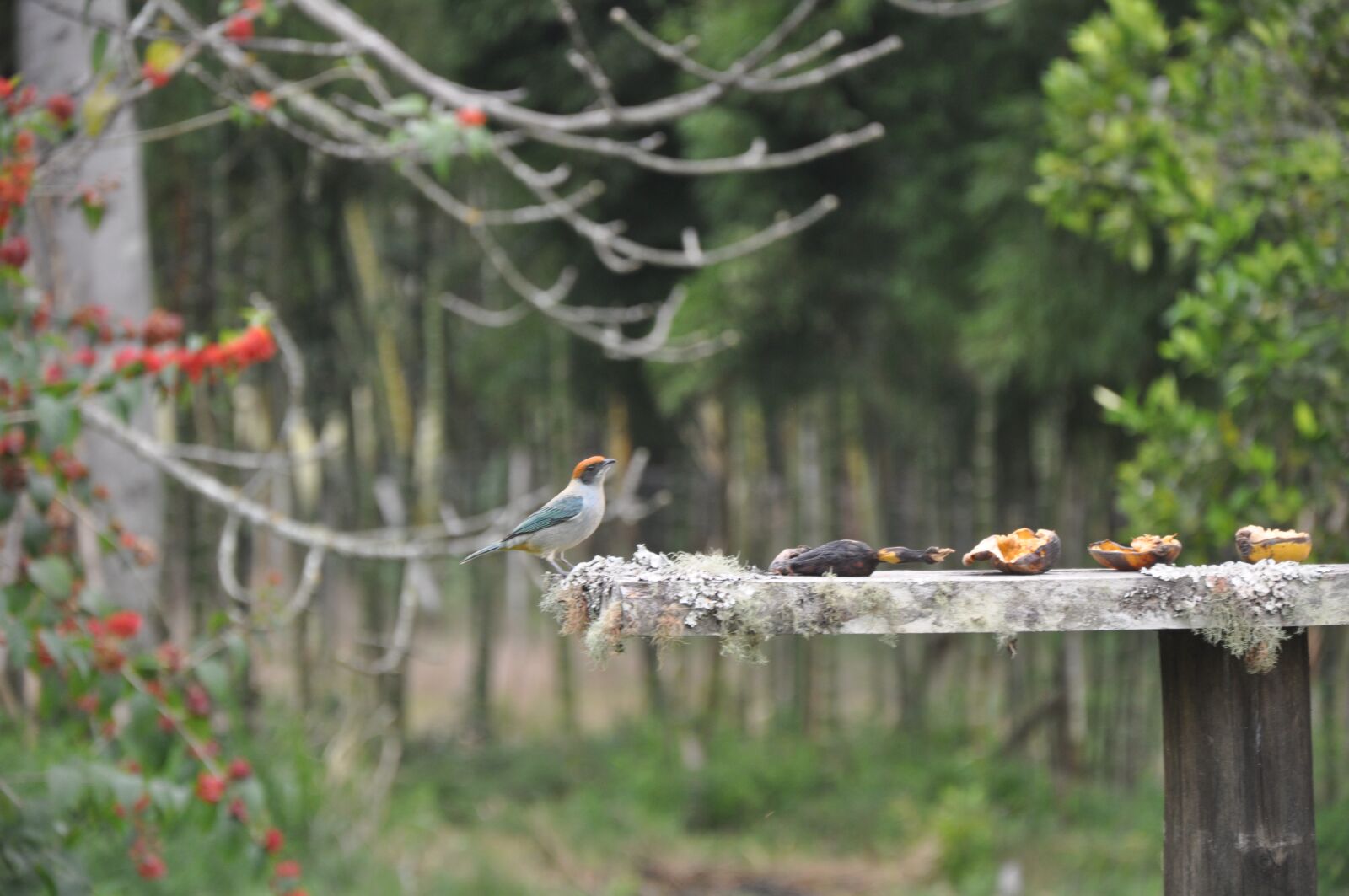 Nikon D5000 sample photo. Bird, countryside, nature photography