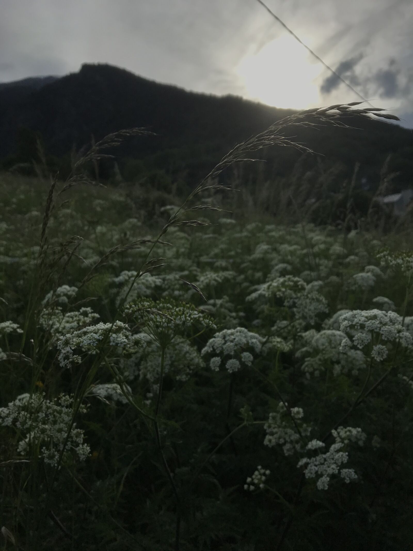 Apple iPad Pro (12.9-inch) (2nd generation) sample photo. Mount, mountain, flora photography