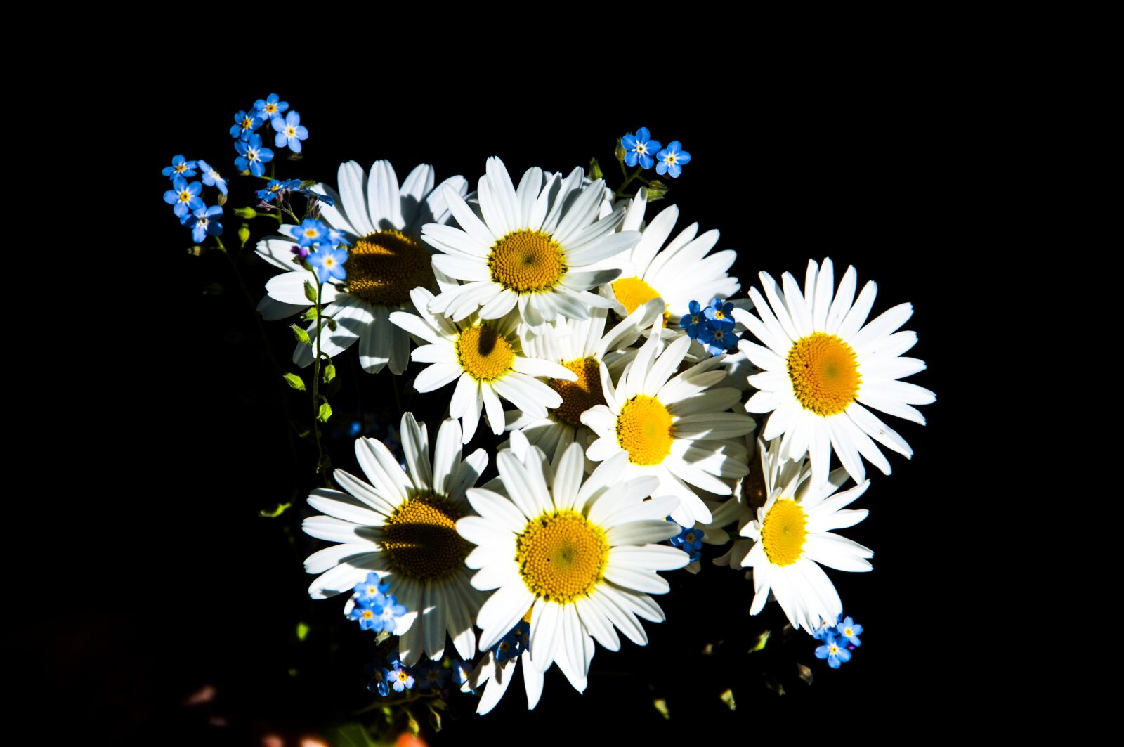 Nikon D90 sample photo. Flower, nature, plant photography