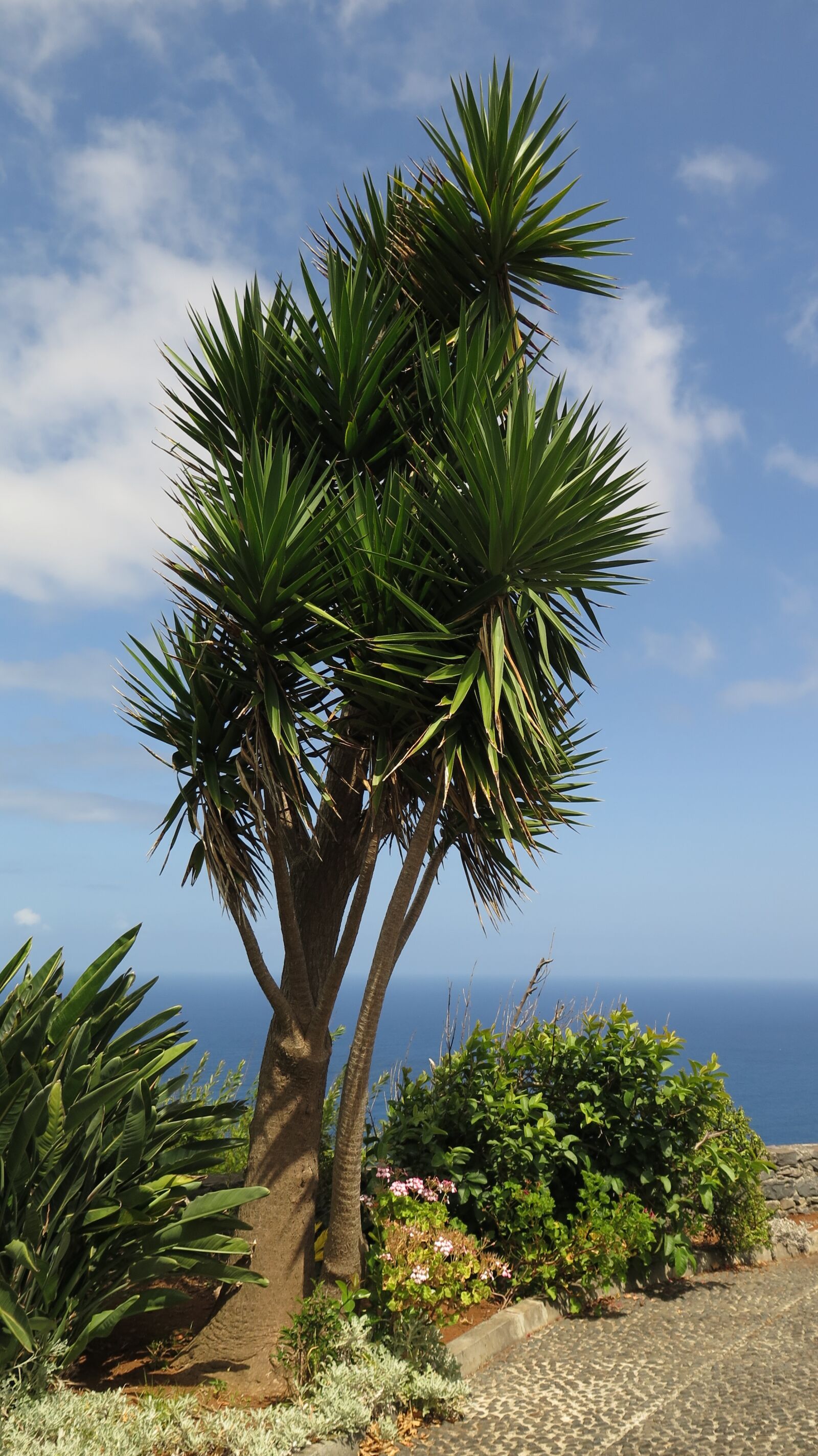 Canon PowerShot G16 sample photo. Madeira, dragon tree, flora photography