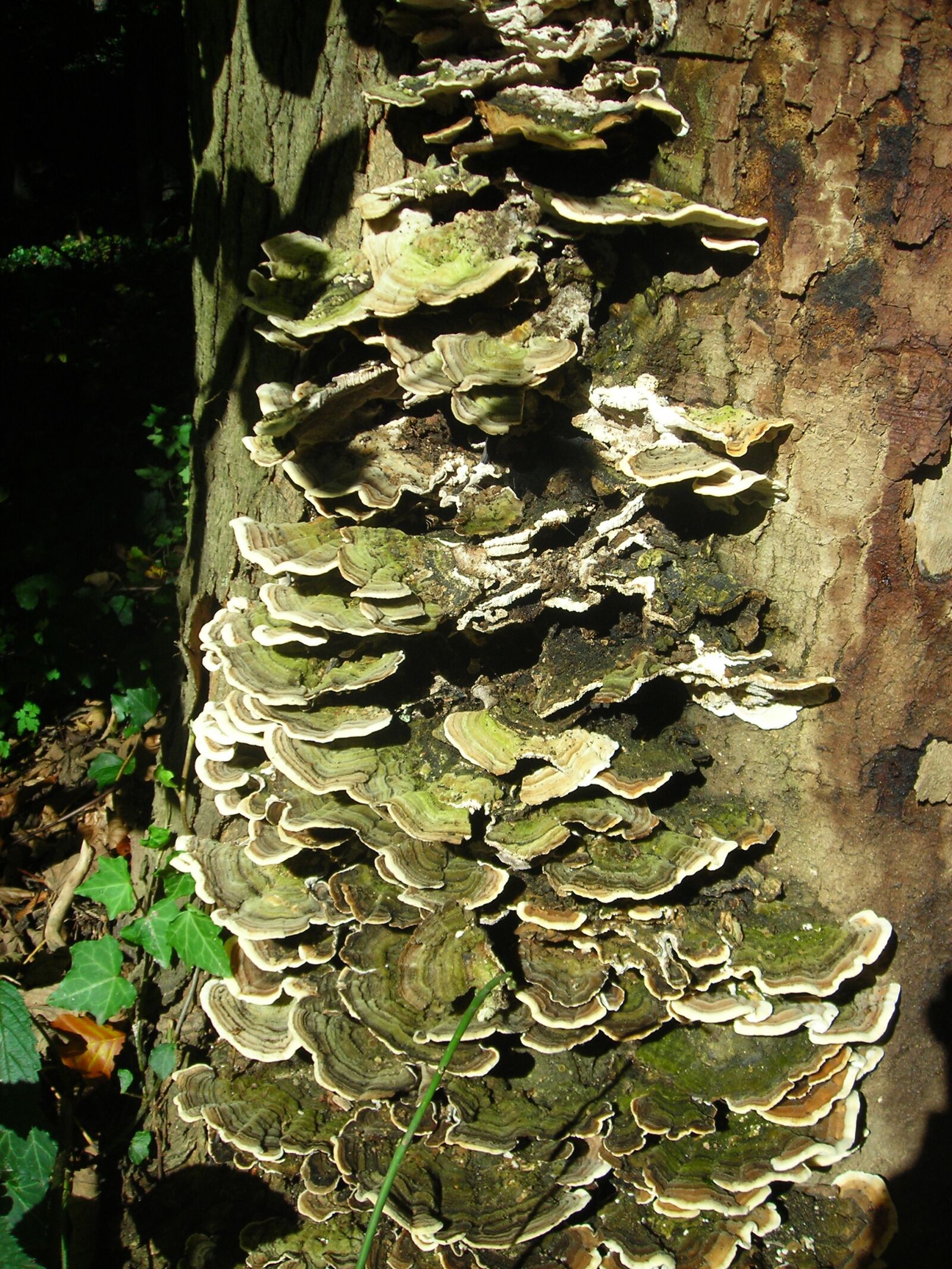 Nikon COOLPIX L3 sample photo. Tramete, mushrooms, forest photography