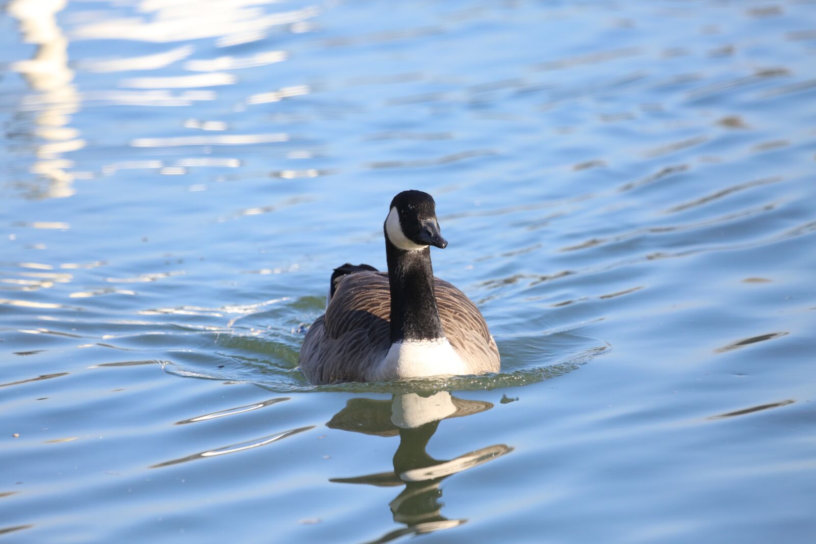 Canon EF 100-400mm F4.5-5.6L IS USM sample photo. Duck, waters, lake photography
