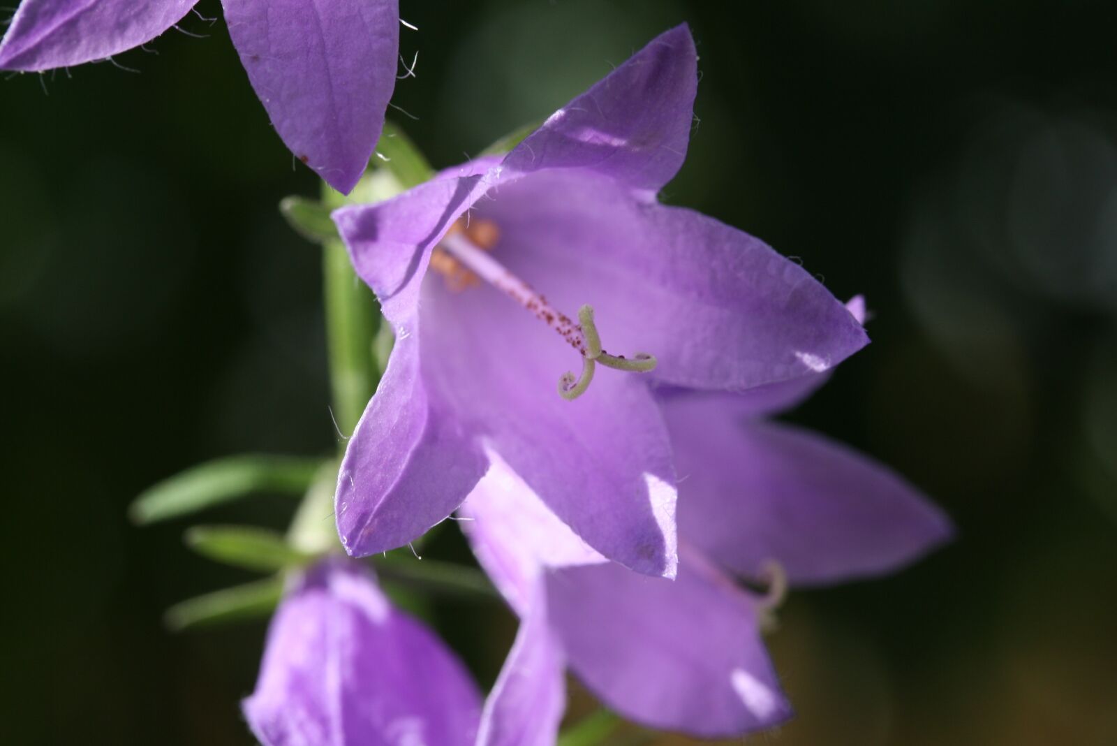 Canon EOS 1000D (EOS Digital Rebel XS / EOS Kiss F) sample photo. Flower, macro, close up photography