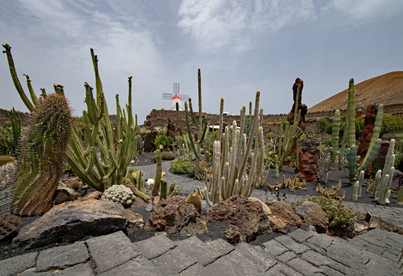 Nikon D5300 sample photo. Jardin de cactus, cactus photography
