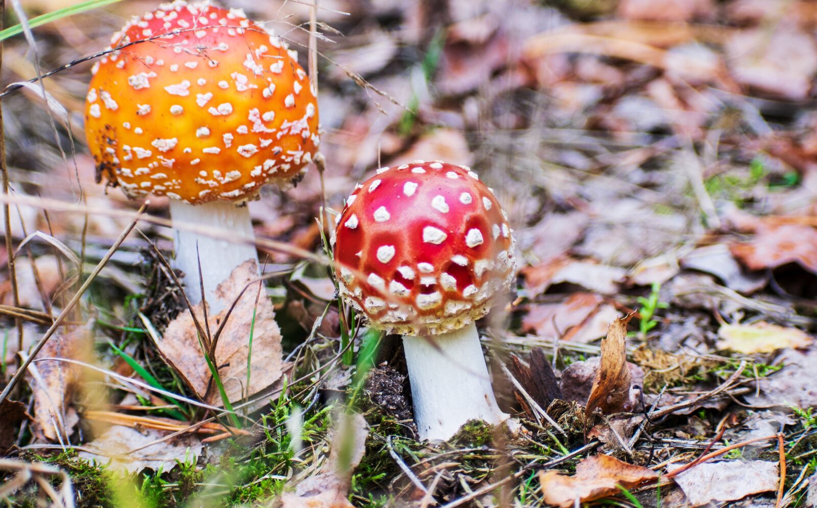 Nikon D5300 sample photo. Amanita, forest, autumn photography