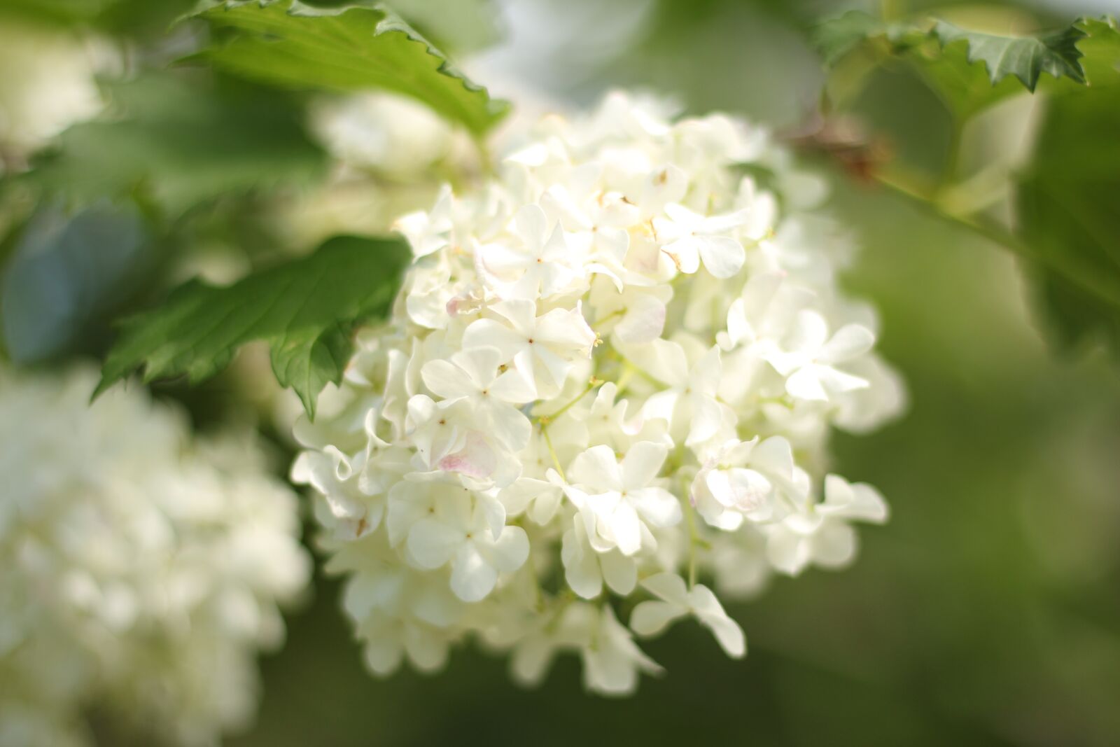 Canon EOS 700D (EOS Rebel T5i / EOS Kiss X7i) + Canon EF 50mm F1.8 STM sample photo. Flower, nature, green photography