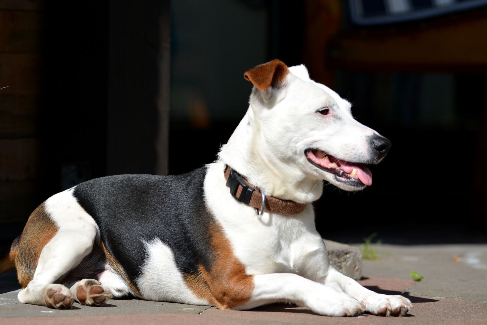 Nikon D5200 sample photo. Purebred dog, dog, jack photography