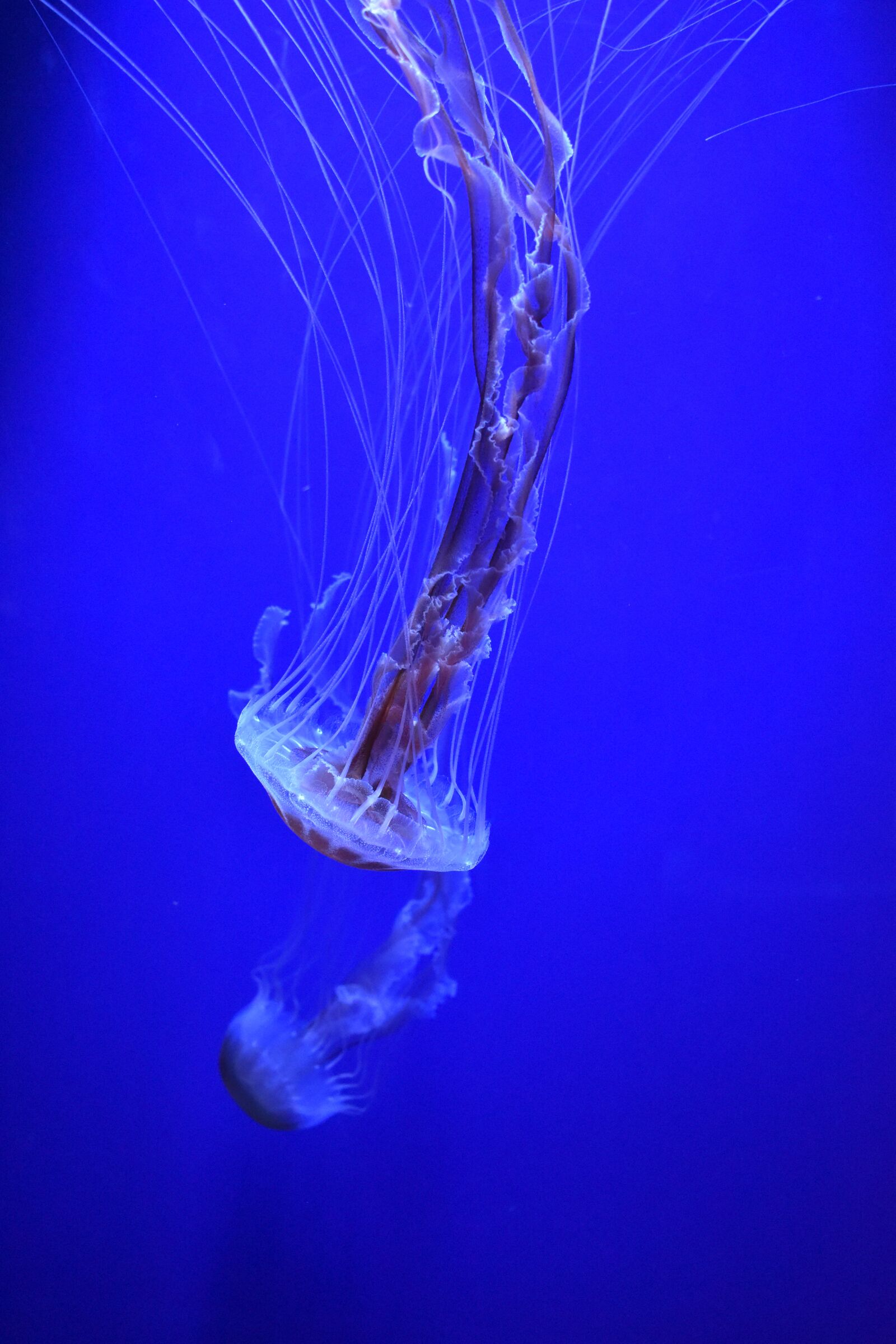 Nikon D5600 sample photo. Aquarium, jellyfish, underwater photography