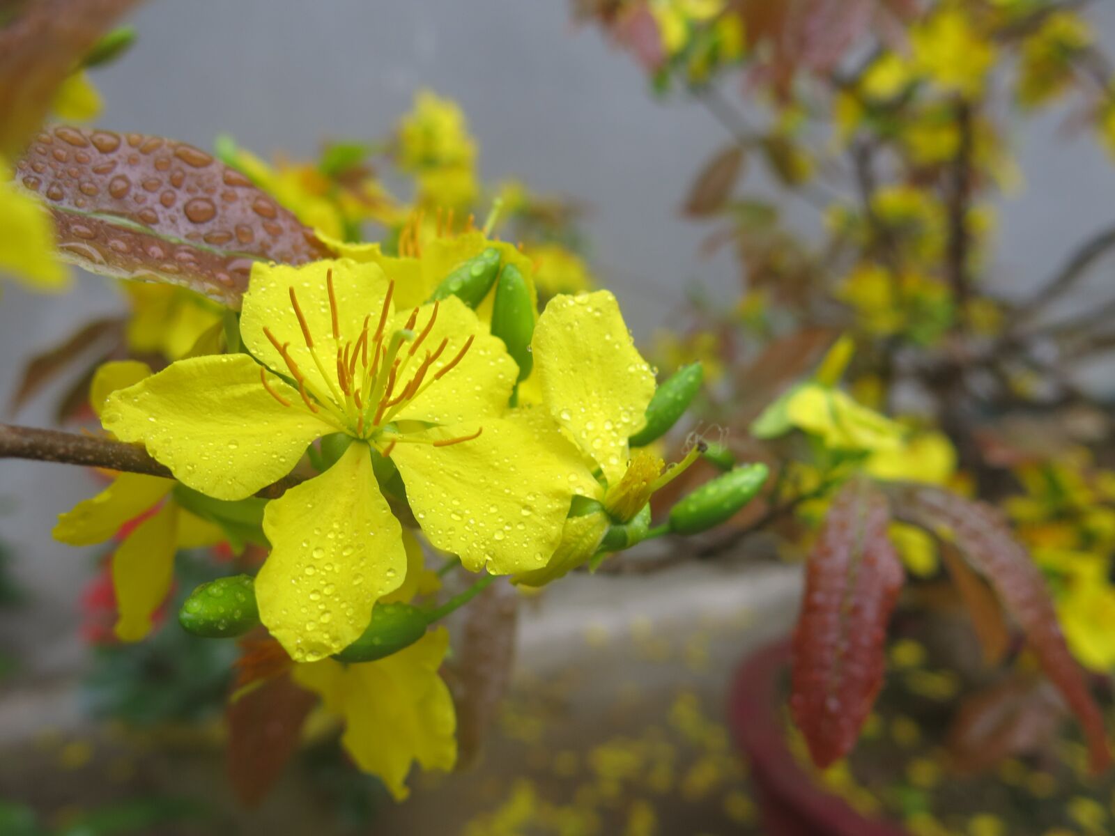 Canon PowerShot G15 sample photo. Nature, flower, leaf photography