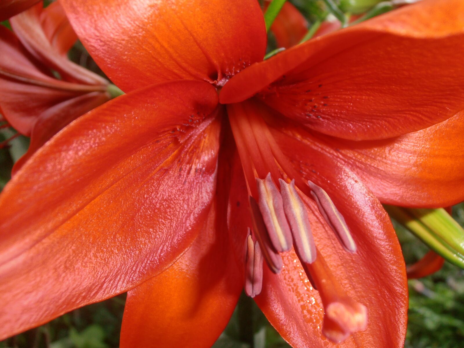 Olympus VR325,VR320,D725 sample photo. Lily, flowers, red photography