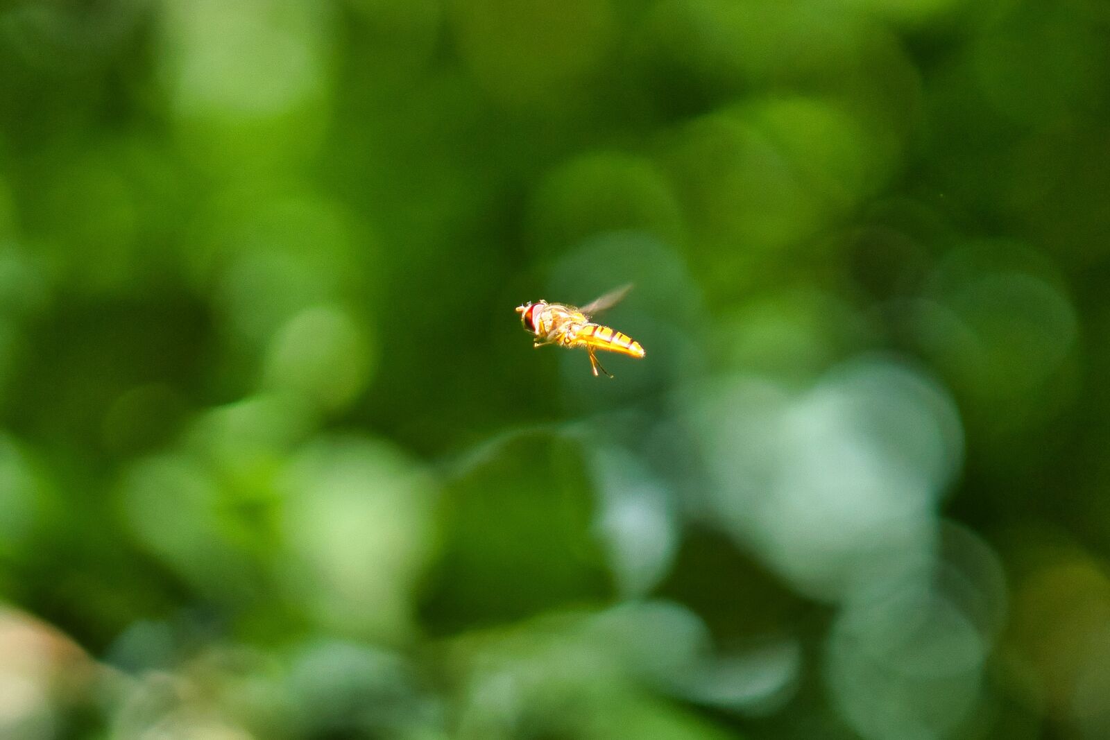 Sony a6600 sample photo. Fly, float, hover fly photography