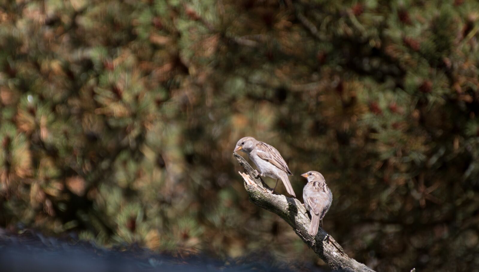 Canon EOS 70D sample photo. Sparrows, nature, close photography