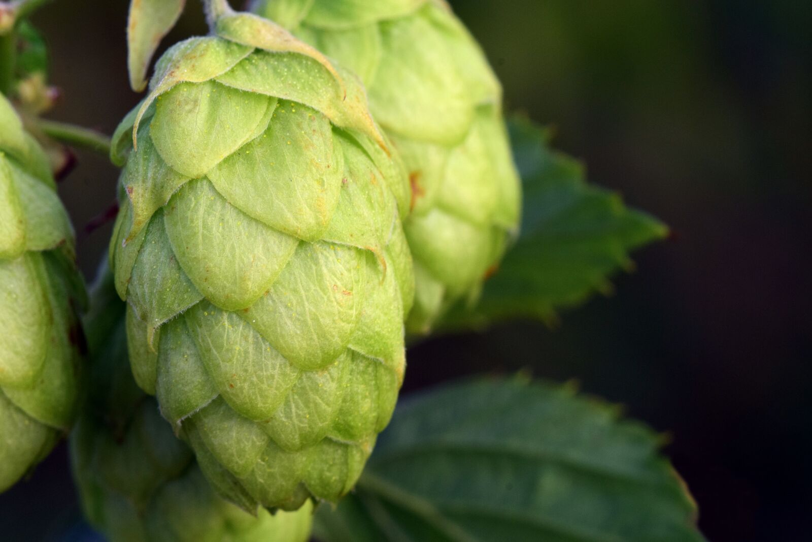 Nikon D3300 sample photo. Hops, hops flower, green photography
