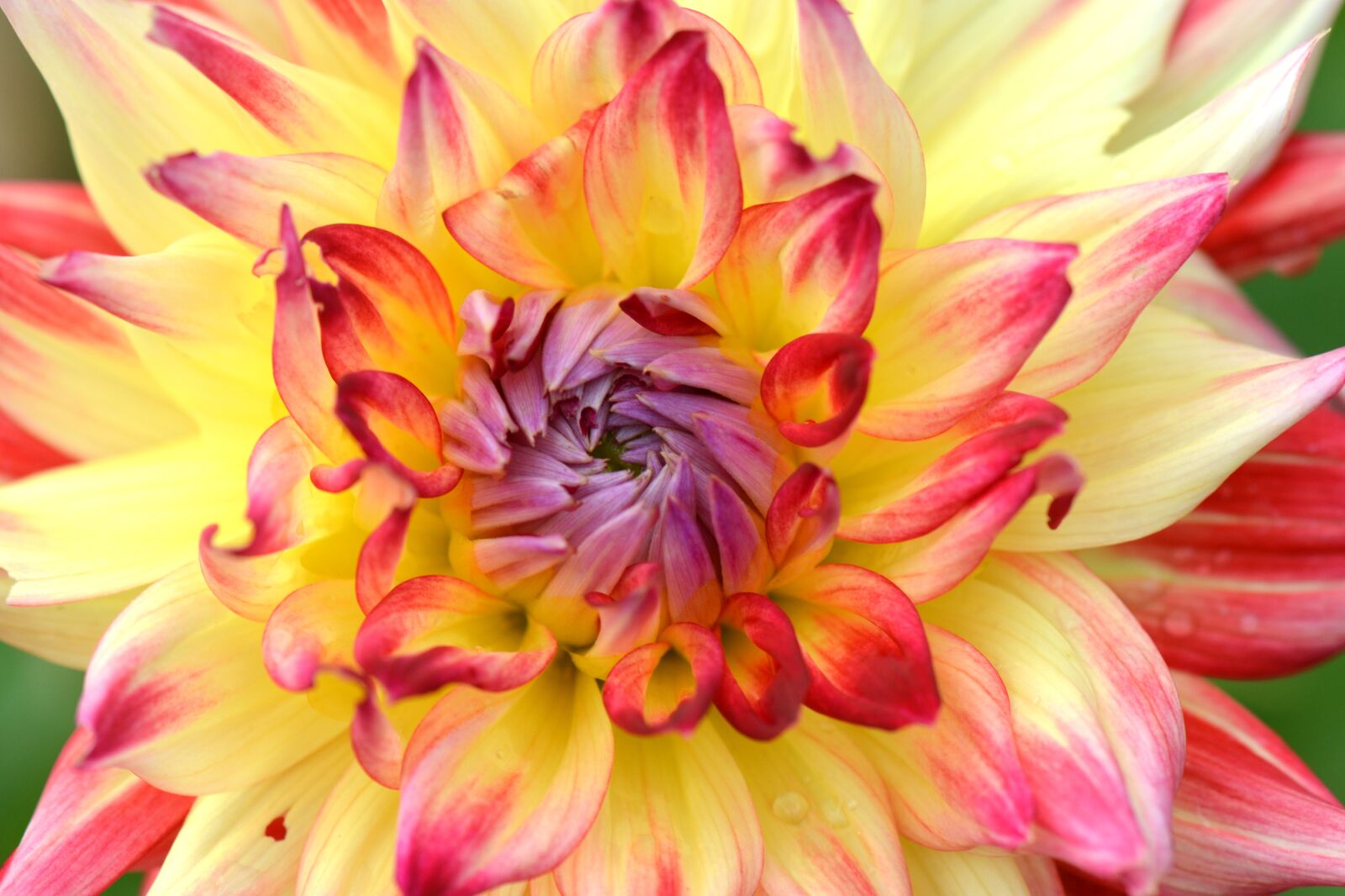 Nikon D5200 sample photo. Flower, nature, dahlia photography