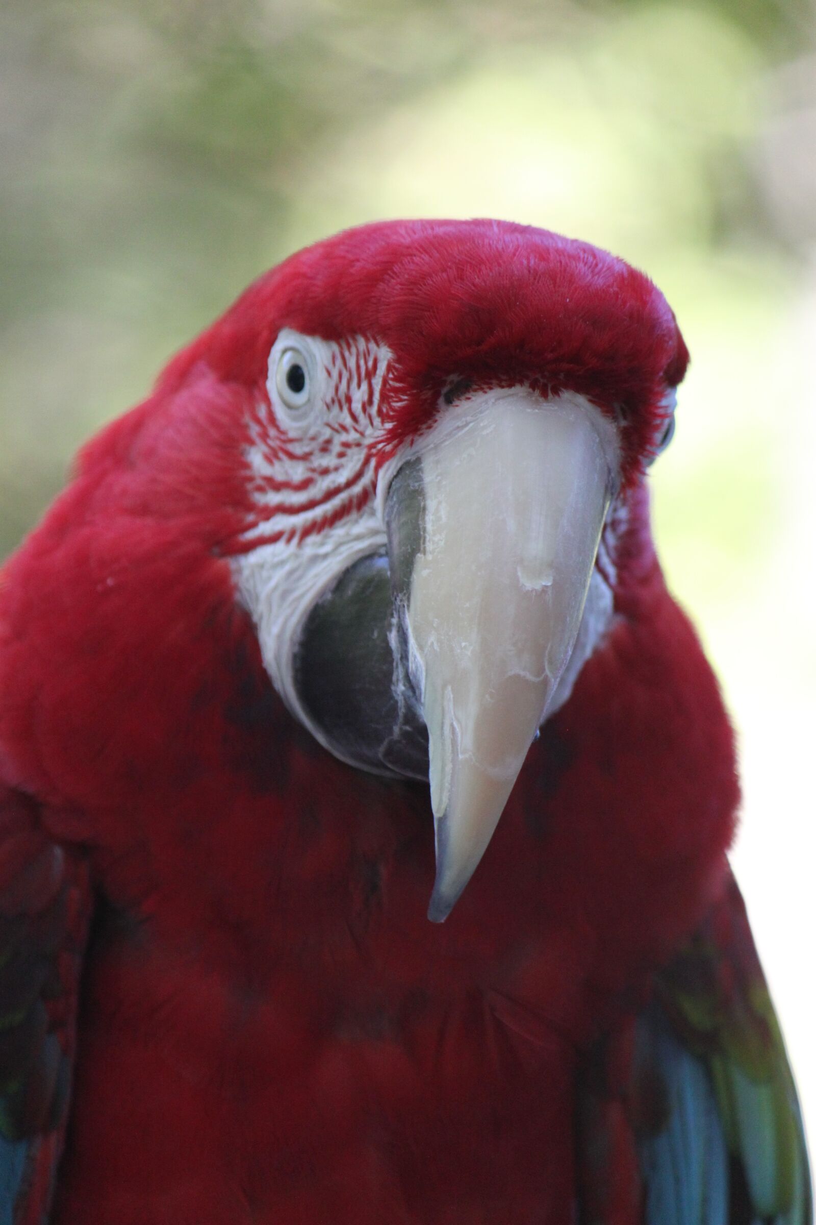 Canon EOS 500D (EOS Rebel T1i / EOS Kiss X3) sample photo. Parrot, bird, nature photography