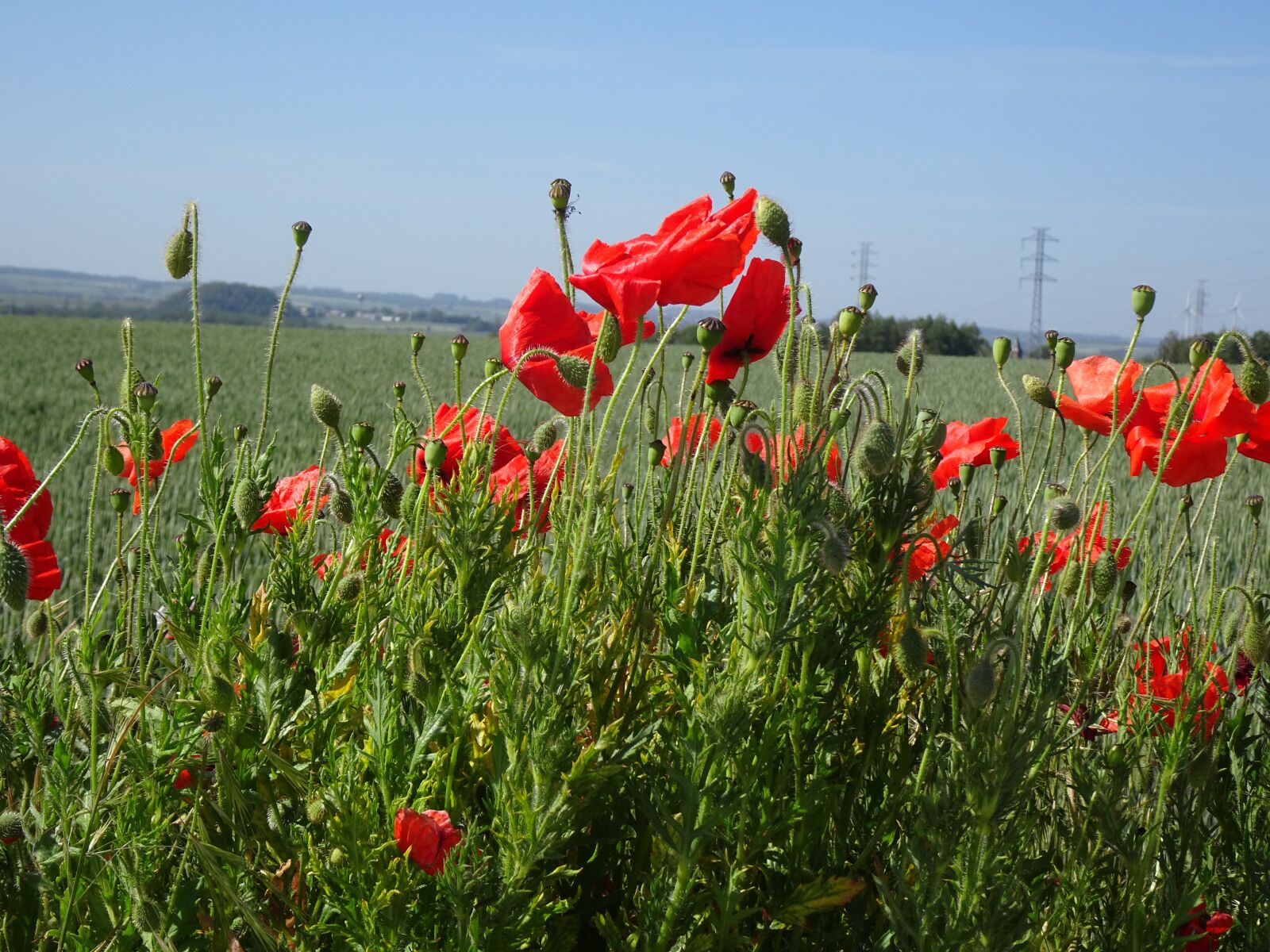 Sony Cyber-shot DSC-WX500 sample photo. Poppies, flower, field photography