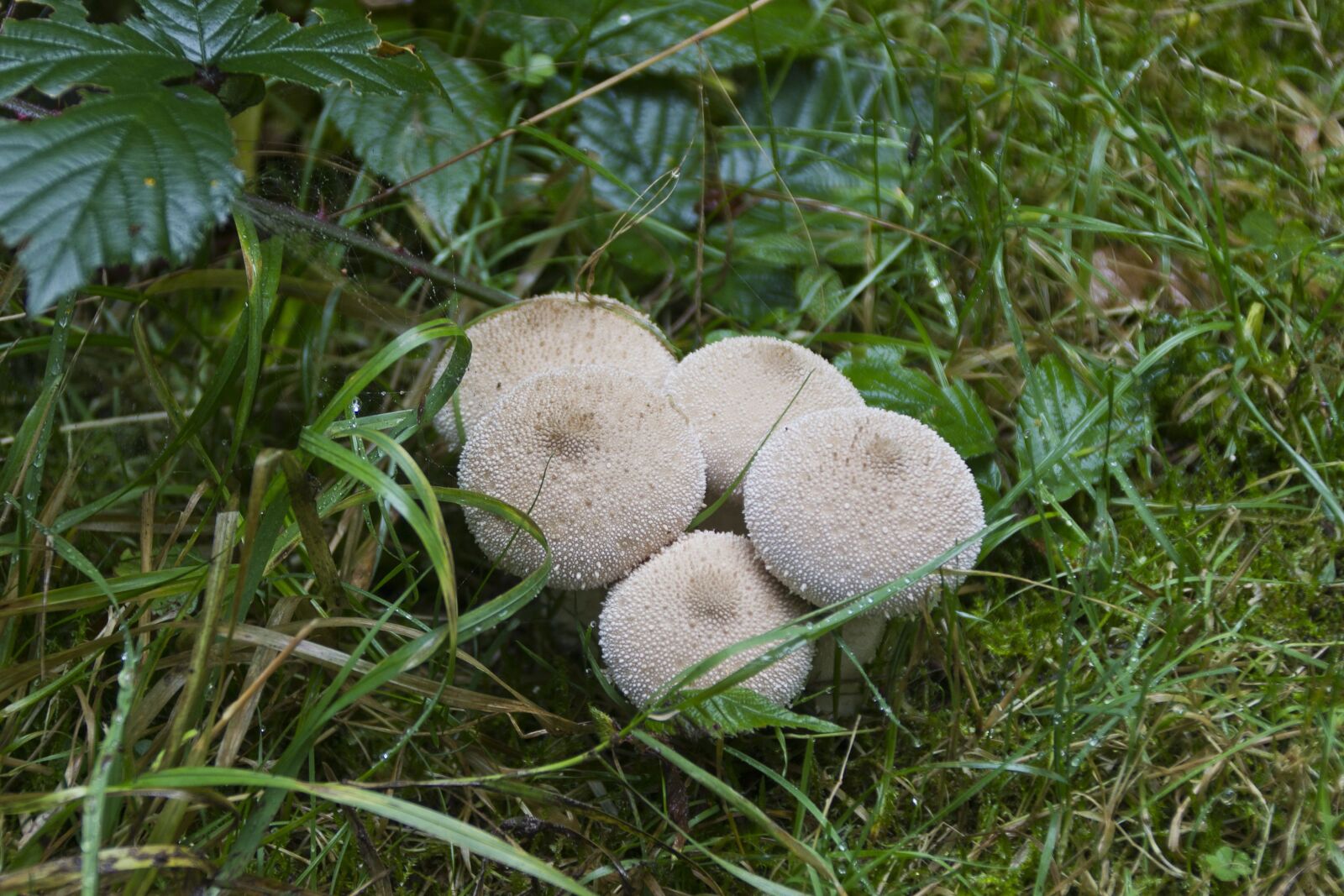 Canon EOS 600D (Rebel EOS T3i / EOS Kiss X5) sample photo. Forest, nature, mushroom photography