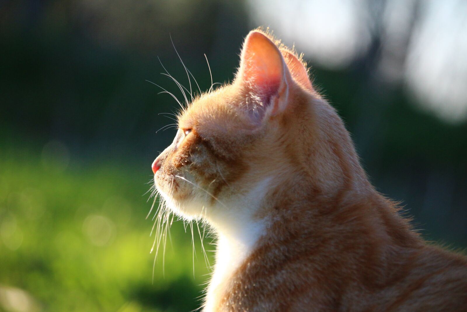 Canon EOS 100D (EOS Rebel SL1 / EOS Kiss X7) sample photo. Cat, kitten, red mackerel photography