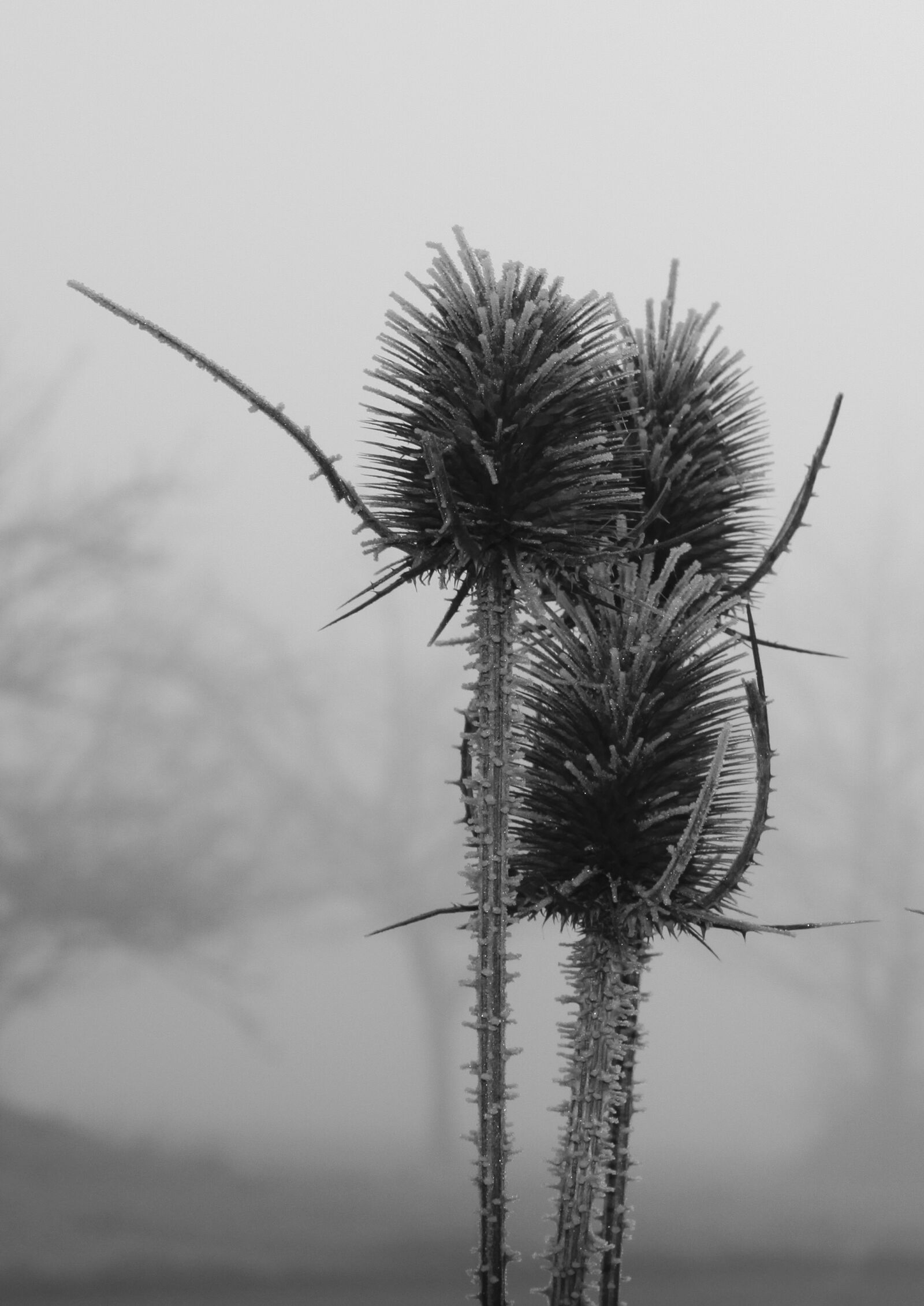 Canon EOS 50D sample photo. Frost, thistle, winter photography
