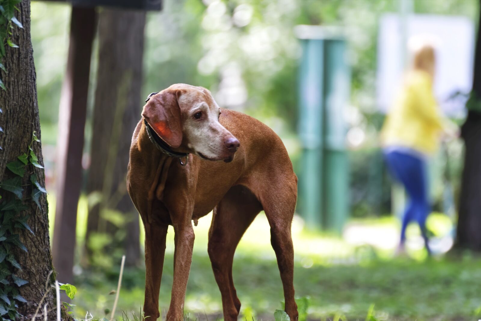 Nikon D5300 sample photo. Dog, pet, the dog photography