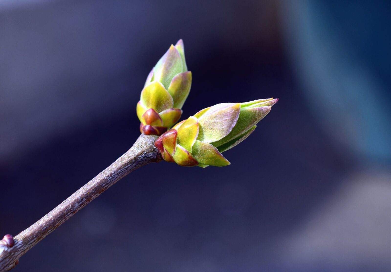 Nikon D5100 sample photo. Bud, twig, fruit, tree photography