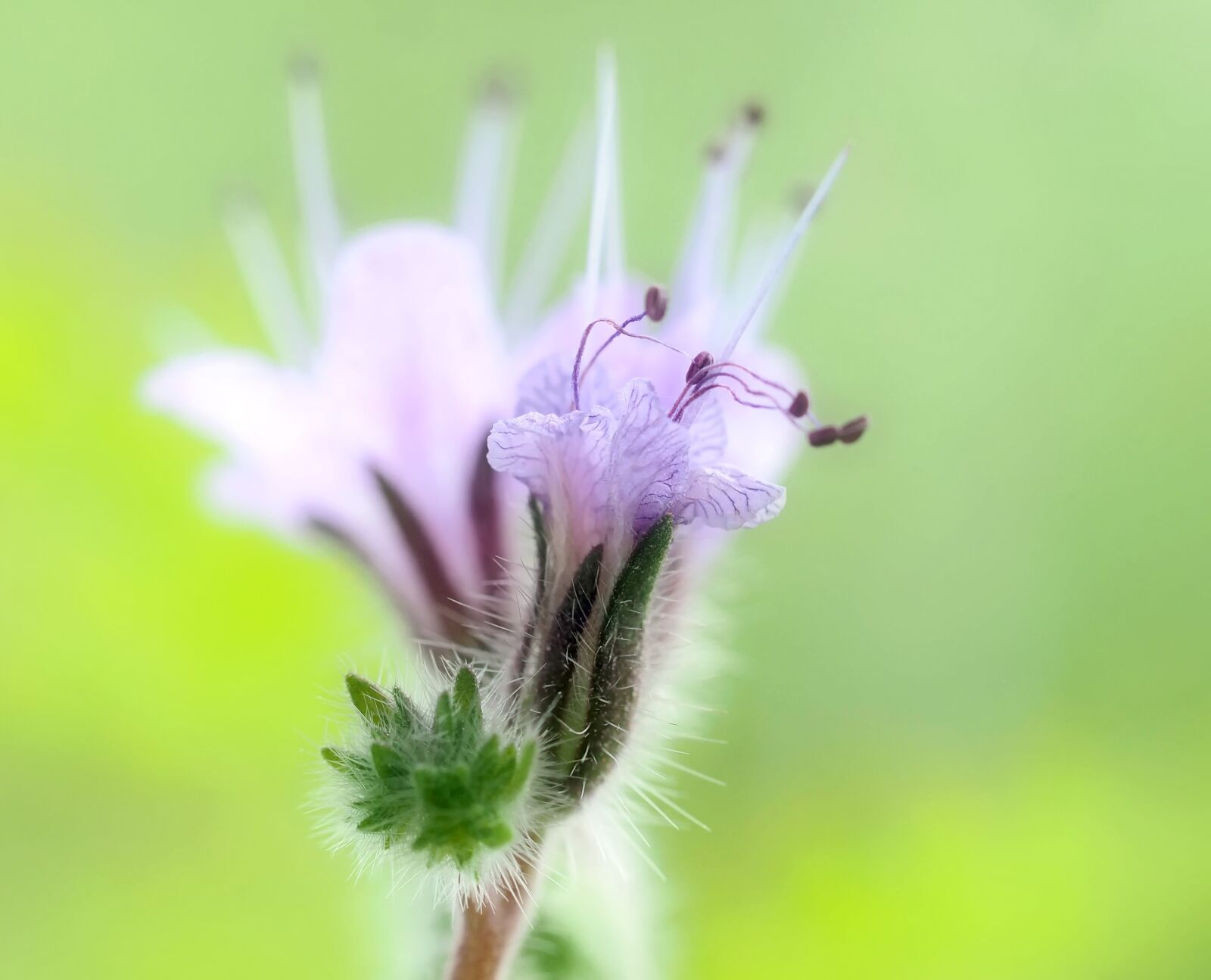 Olympus M.Zuiko Digital ED 60mm F2.8 Macro sample photo. Phacelia, bee friend, blue photography