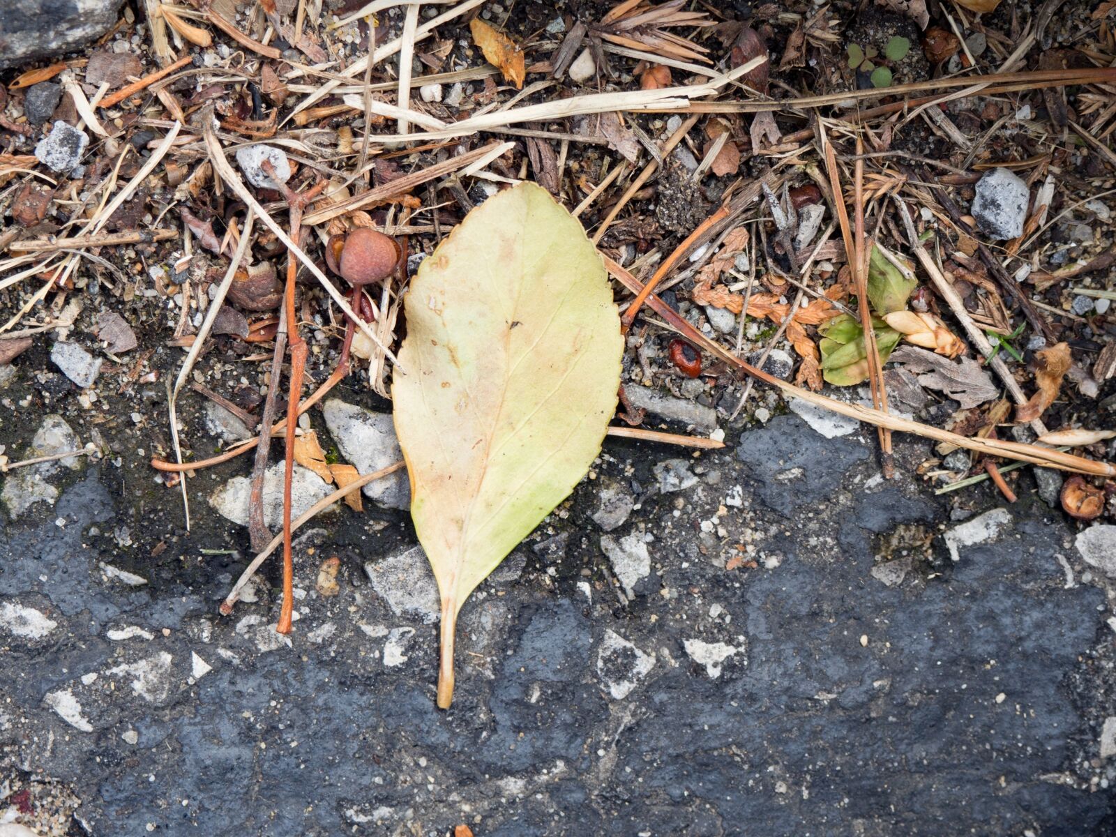 Olympus OM-D E-M10 sample photo. Nature, ground, soil photography