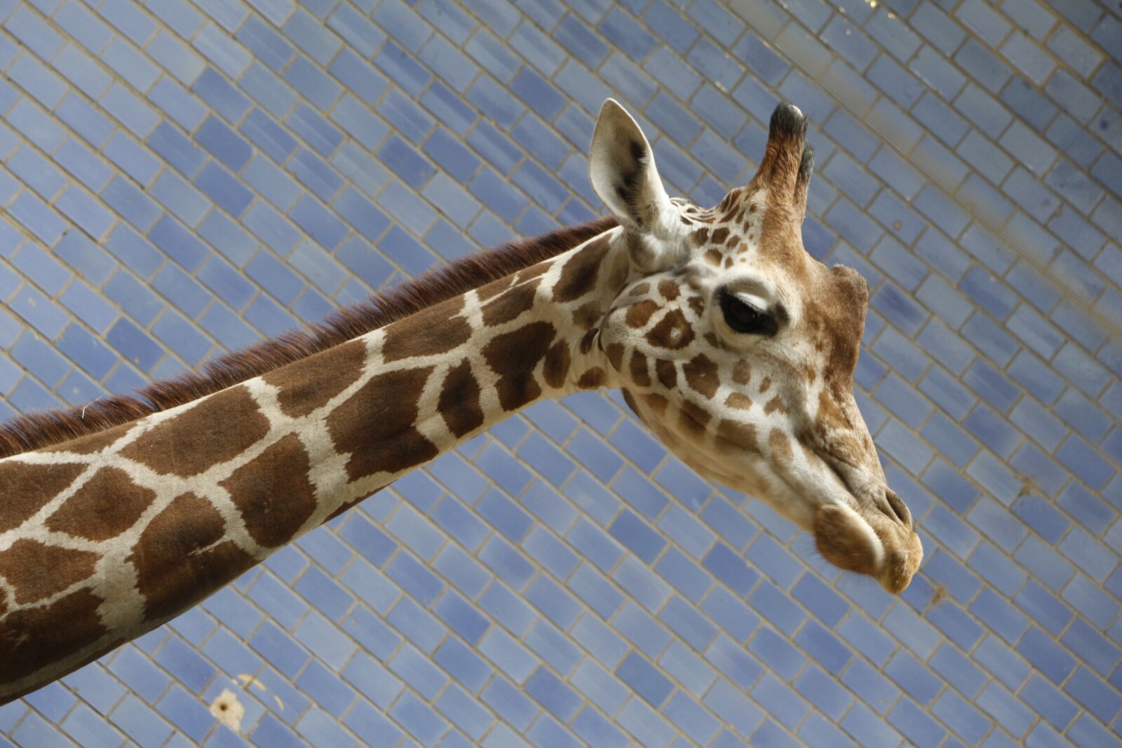 Canon EOS 700D (EOS Rebel T5i / EOS Kiss X7i) sample photo. Giraffe, zoo, animal photography