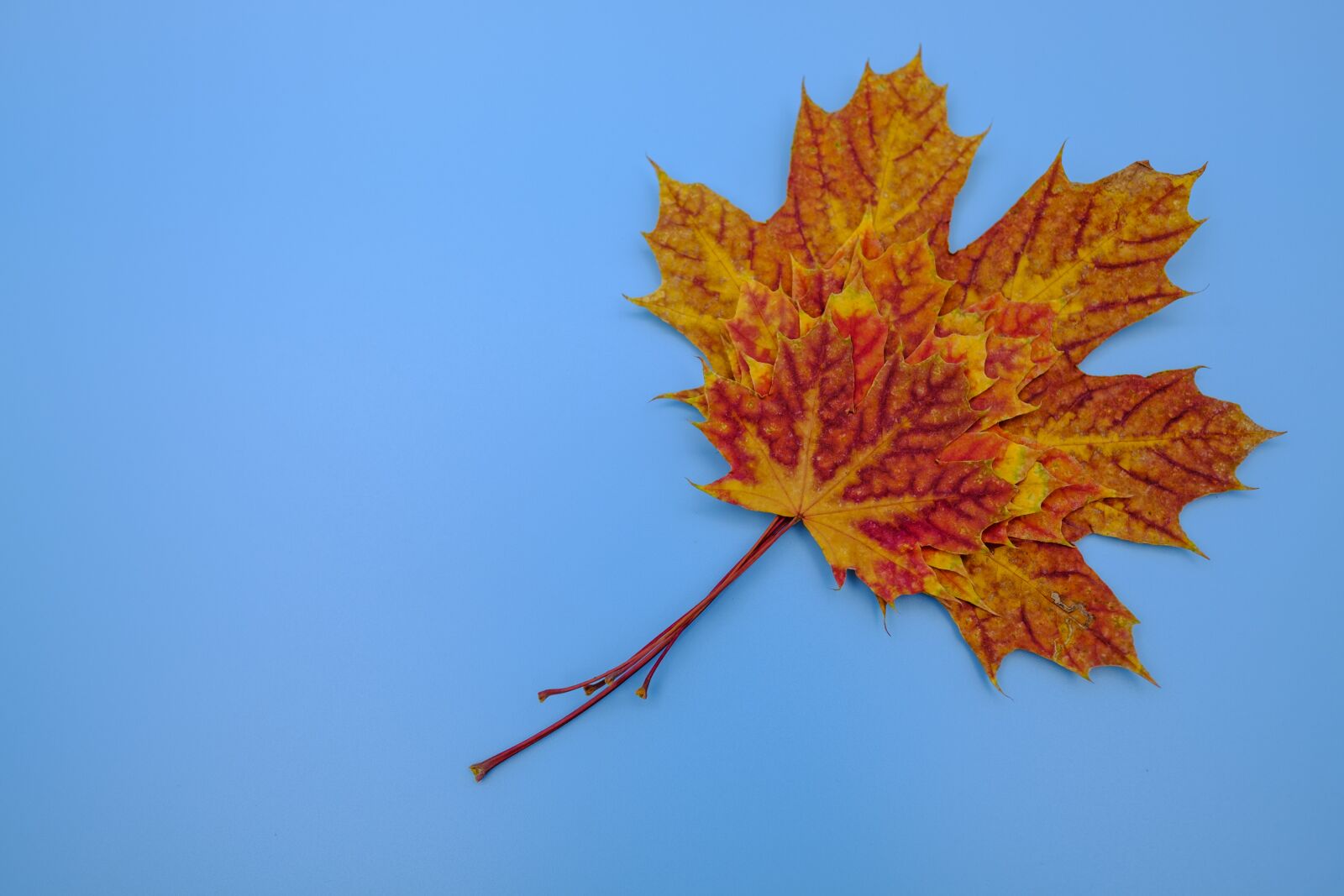 Fujifilm X-T2 + Fujifilm XF 16mm F1.4 R WR sample photo. Leaf, colorful, color photography